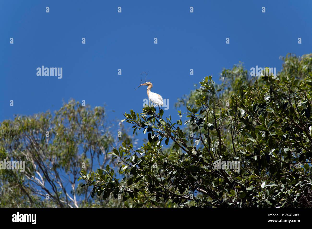 Cattle Egret (Bubulcus ibis) raccolta di materiale di nidificazione mentre si aggira sul ramo di un albero a Sydney, NSW, Australia (Foto di Tara Chand Malhotr Foto Stock