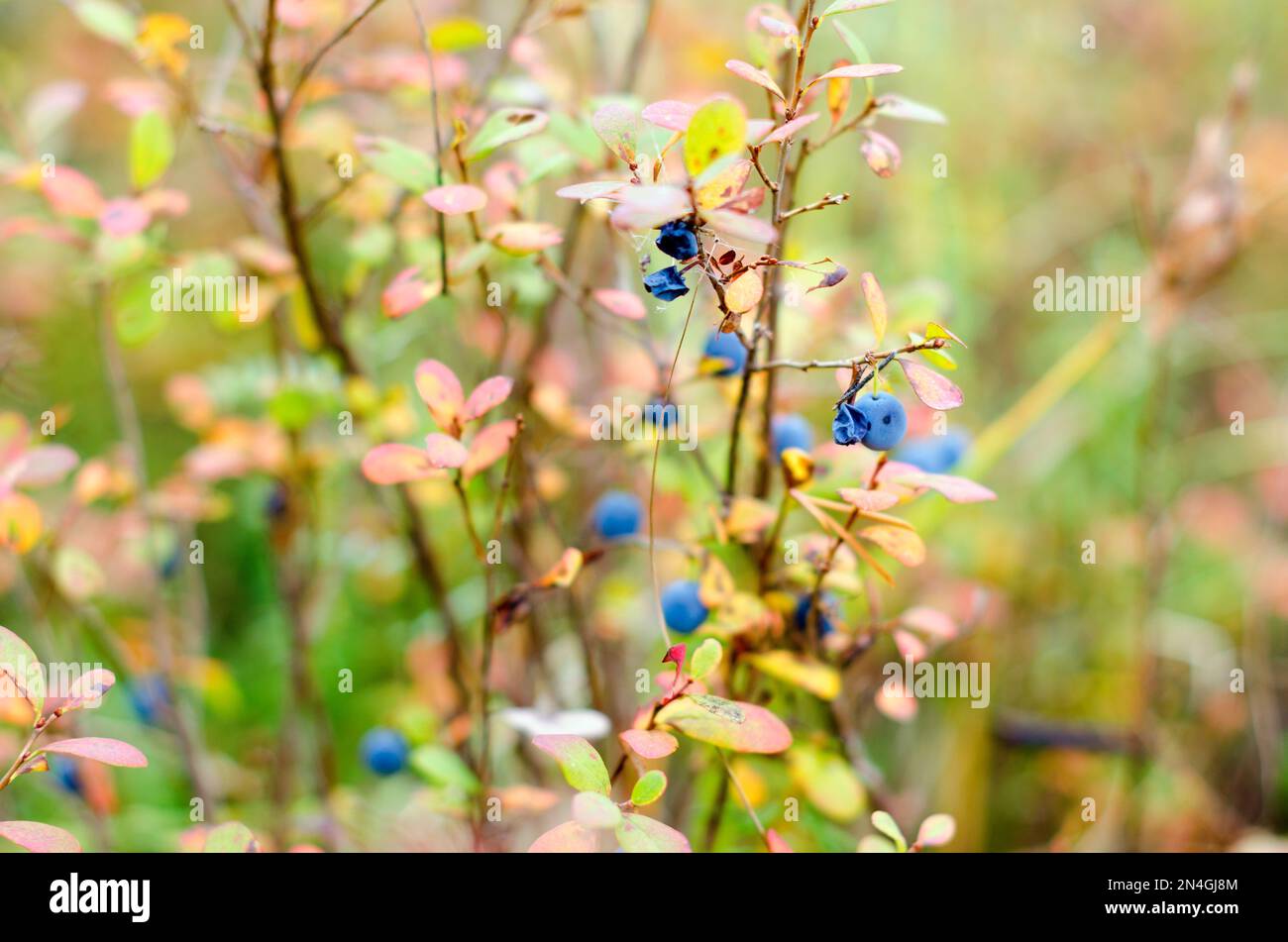 Le vecchie mirtilli boreali selvaggi e ipermaturi crescono in una vegetazione colorata sullo sfondo di erba verde nella foresta di tundra. Foto Stock