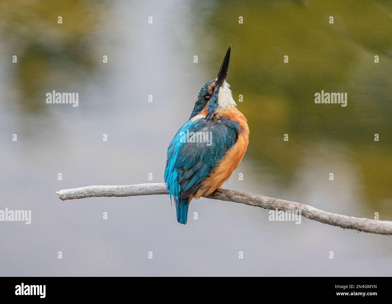 Un maschio stargazing Kingfisher (Alcedo atthis) su un ramo che mostra i suoi bei colori con uno sfondo pastello chiaro. Suffolk , Regno Unito. Foto Stock