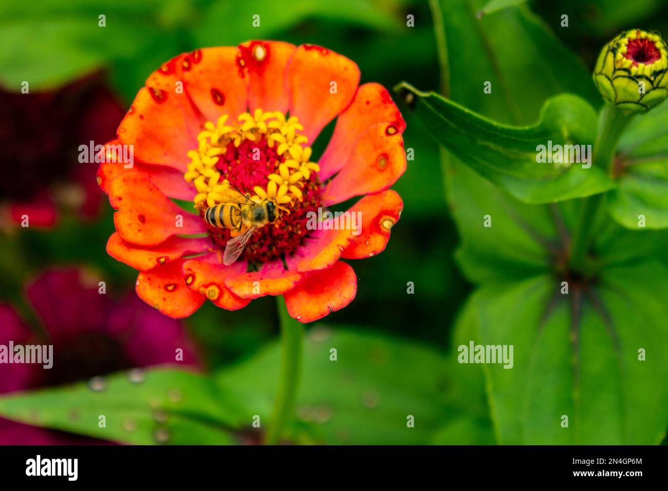 Goiania, Goiás, Brasile – 08 gennaio 2023: Un fiore di colore arancione con macchie causate da funghi, con un'ape che cammina sulla sua superficie. Malattia dei fiori. Foto Stock