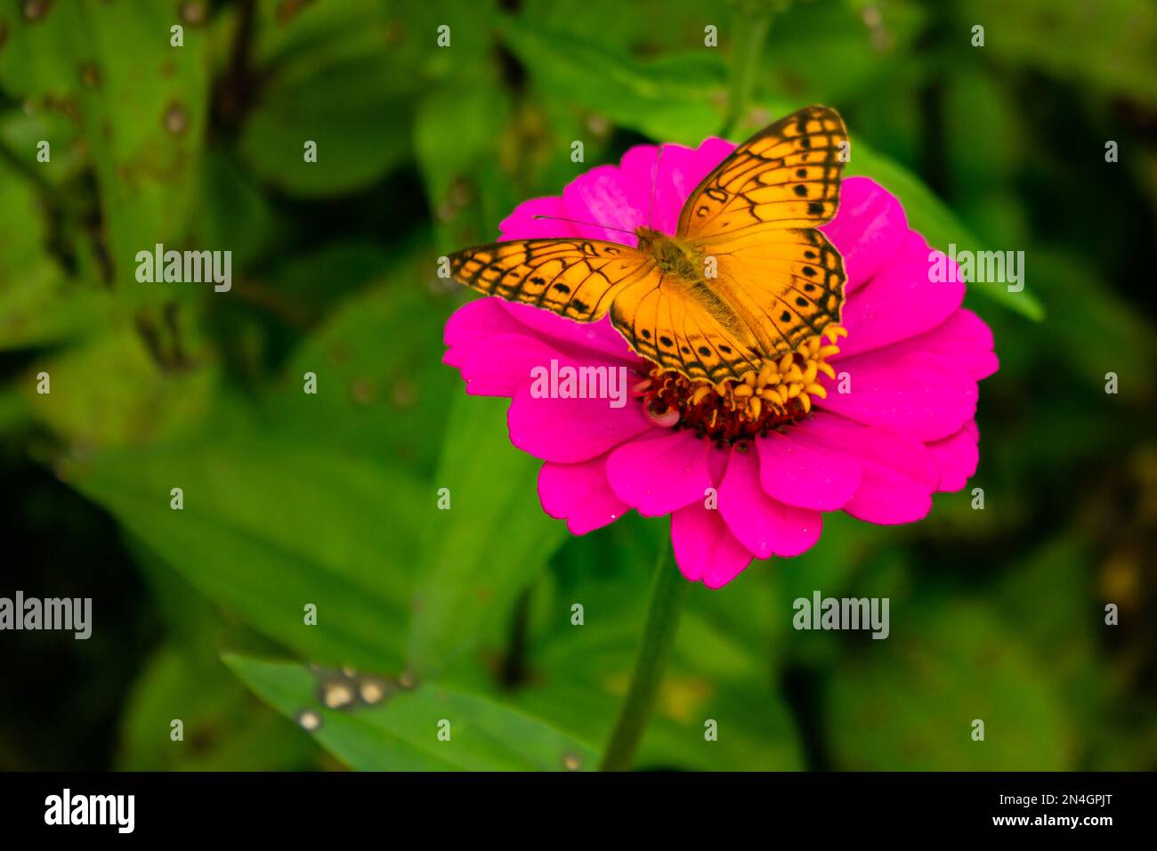 Goiania, Goiás, Brasile – 08 gennaio 2023: Una farfalla arancione su un fiore rosa, con l'erba fuori fuoco sullo sfondo. Foto Stock