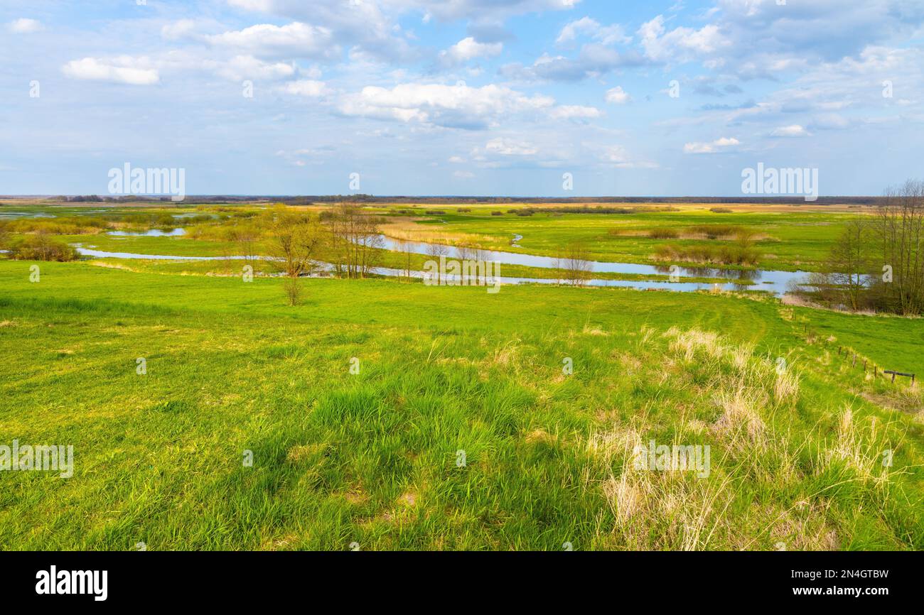 Vista panoramica delle zone umide del fiume Biebrza e della riserva naturale degli uccelli durante il periodo primaverile di nidificazione nel villaggio di Burzyn nella regione di Podlaskie in Polonia Foto Stock