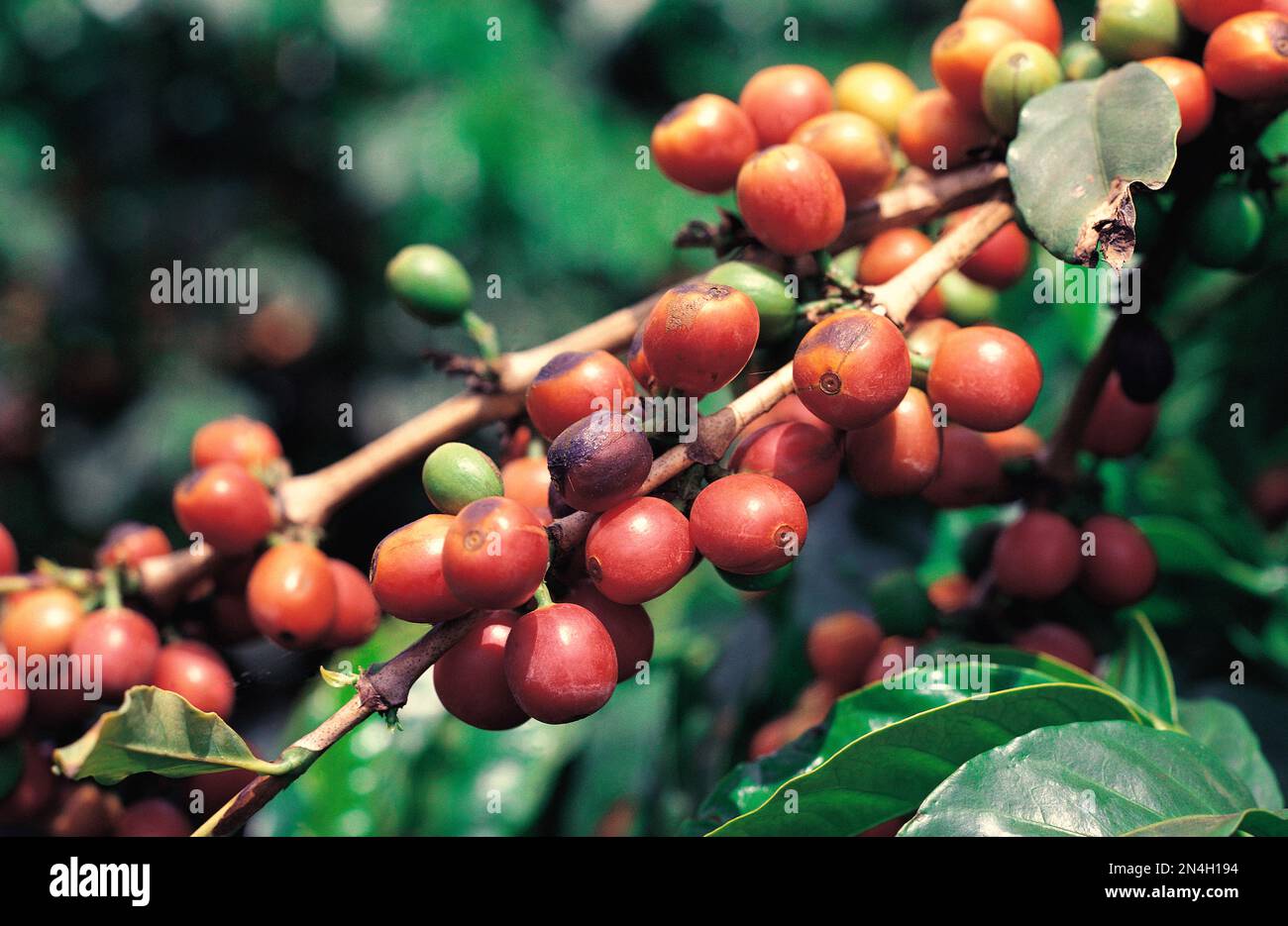 Kenya. Primo piano della maturazione delle bacche di caffè in crescita. Foto Stock