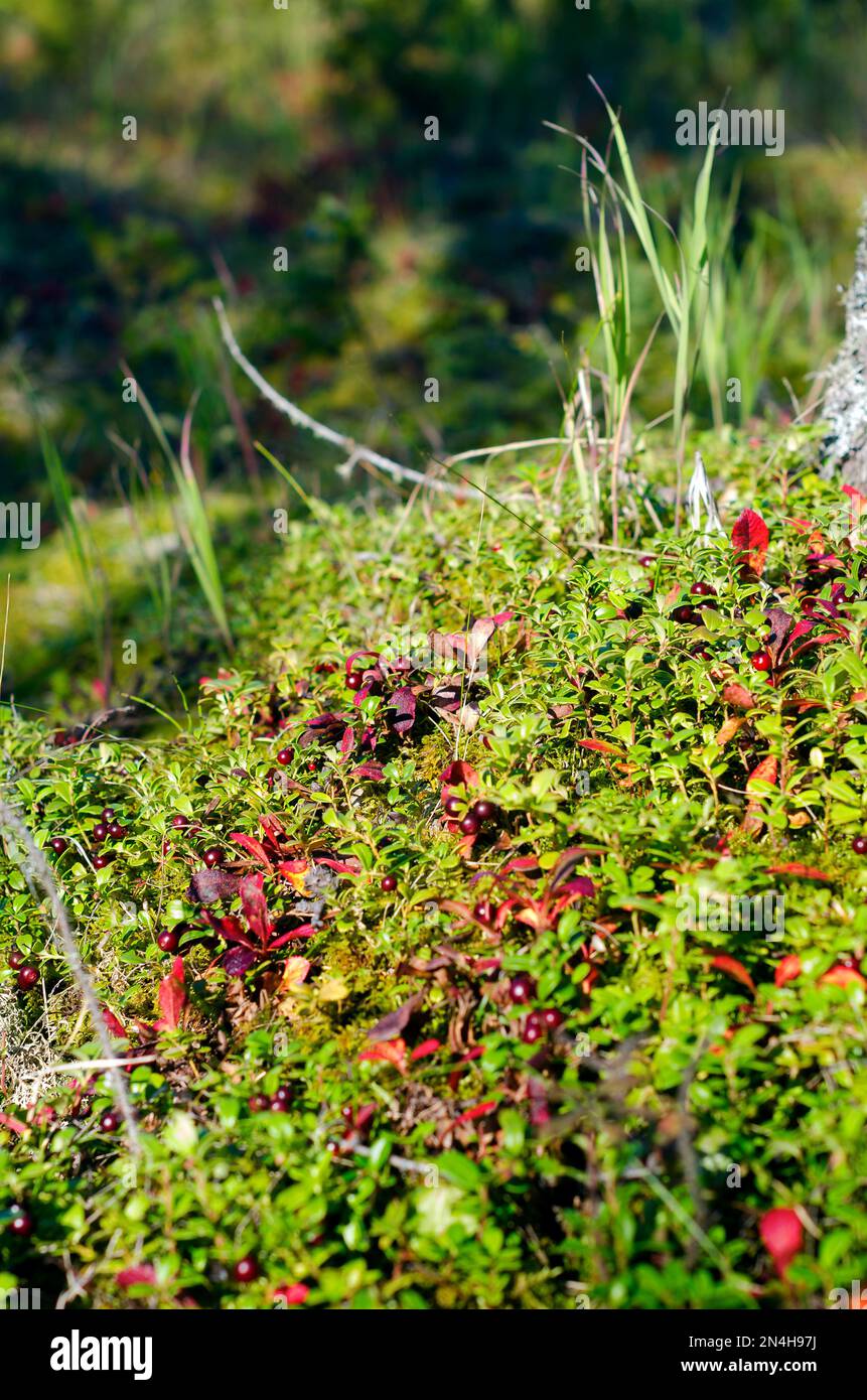 Molte bacche rosse di un fiore di cowberry su una collina erbosa verde nei boschi del nord in autunno. Foto Stock