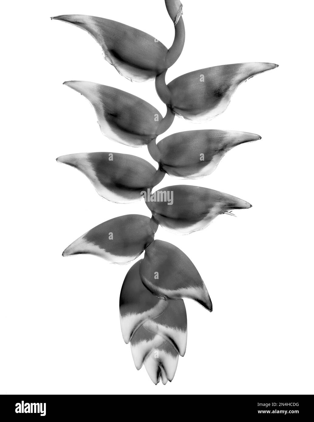 Hanging Heliconia o Heliconia rostrata anche conosciuto come artiglio appeso aragosta in uno studio verticale, bianco e nero fotografia su uno sfondo bianco pulito. Foto Stock