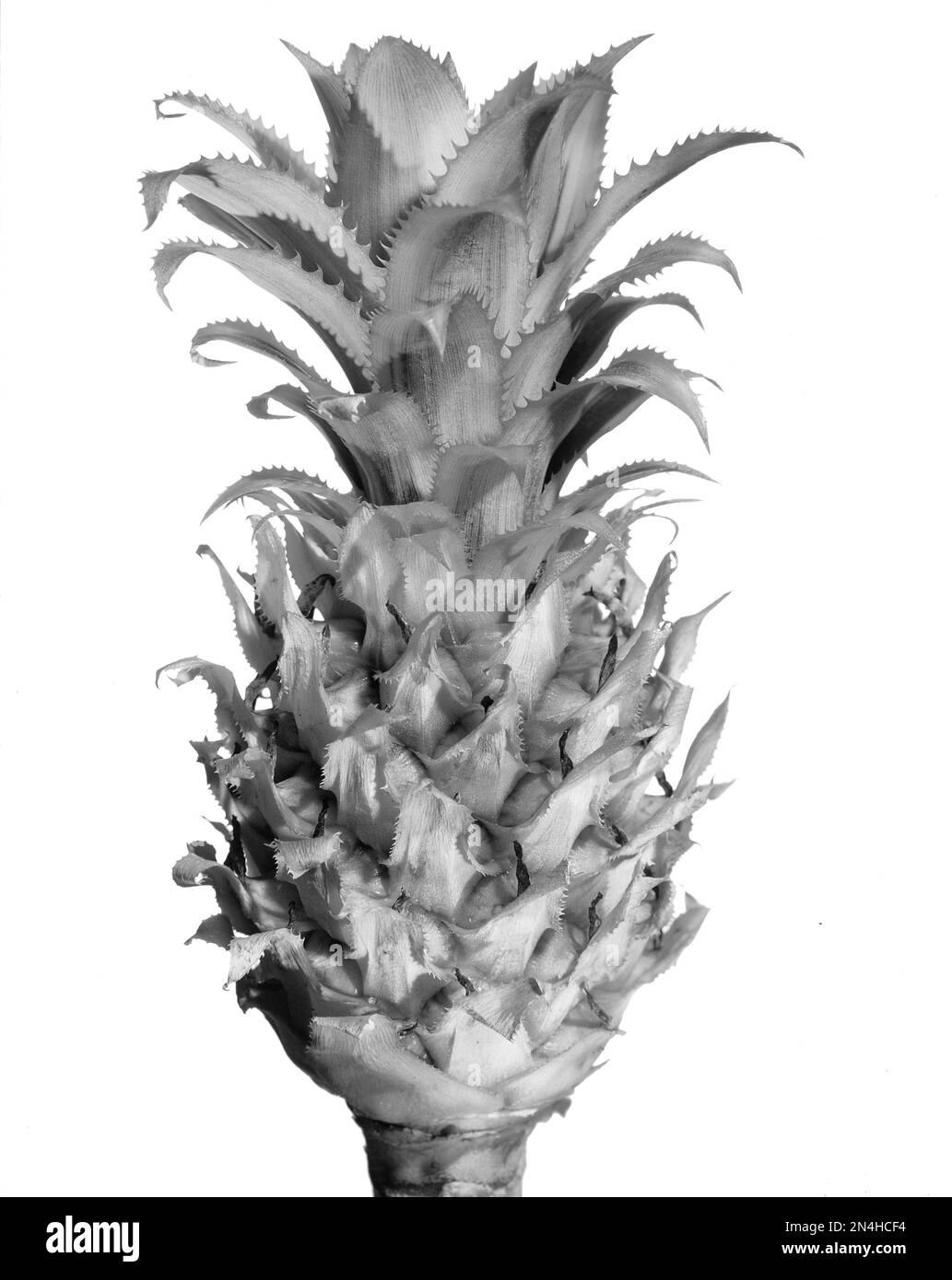 Foto in bianco e nero di nano ananas Mini sono strettamente legate a Bromeliads. Primo piano, singolo mini ananas, su sfondo bianco. Foto Stock
