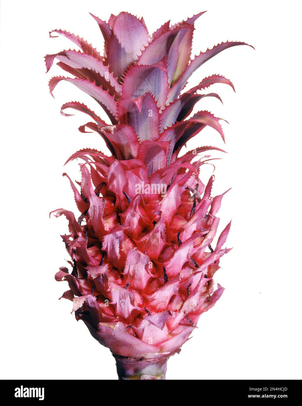 Nano di ananas mini sono strettamente correlati a Bromeliads. Primo piano, singolo mini ananas, su sfondo bianco. Foto Stock