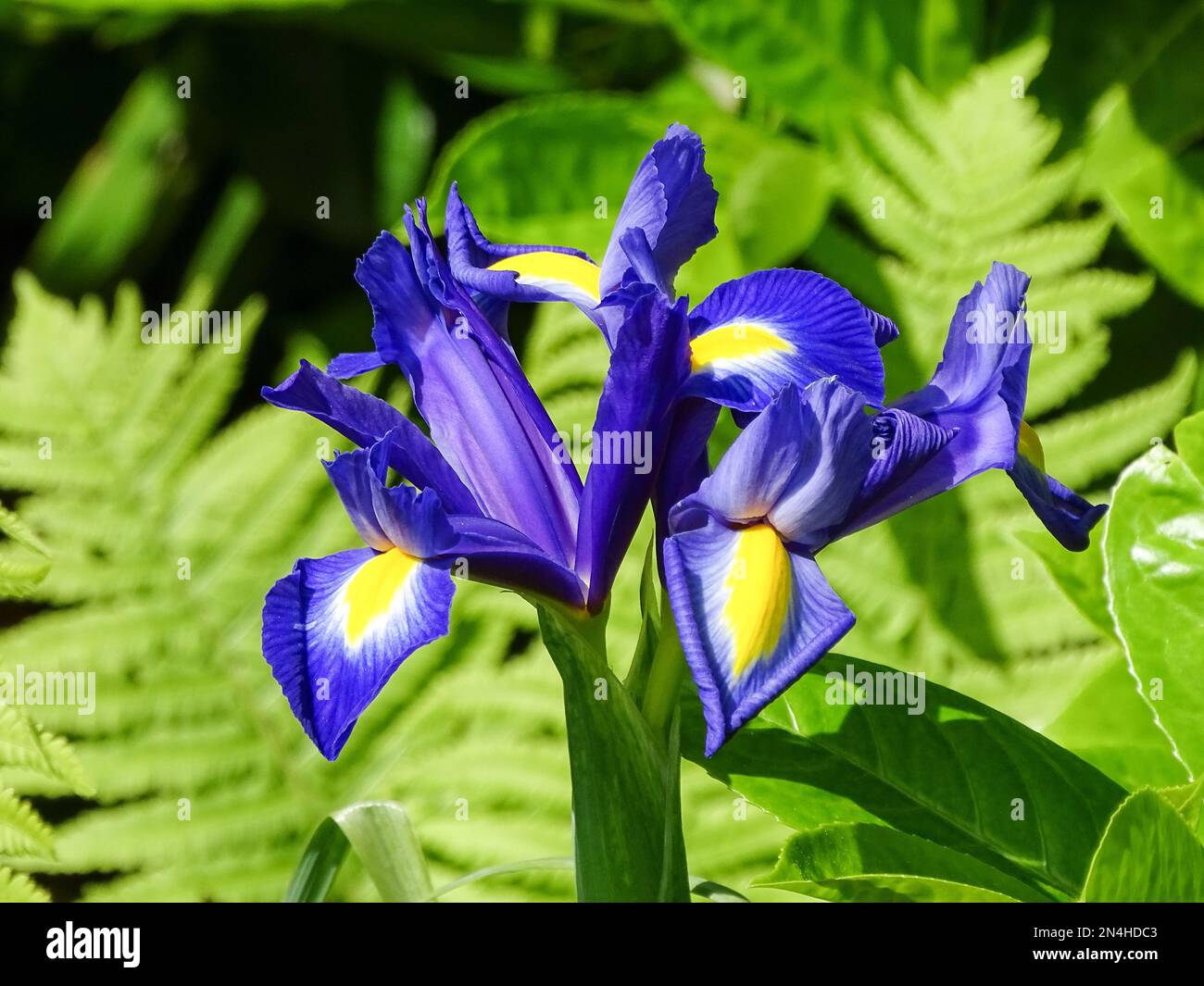 foto della natura dalla germania Foto Stock