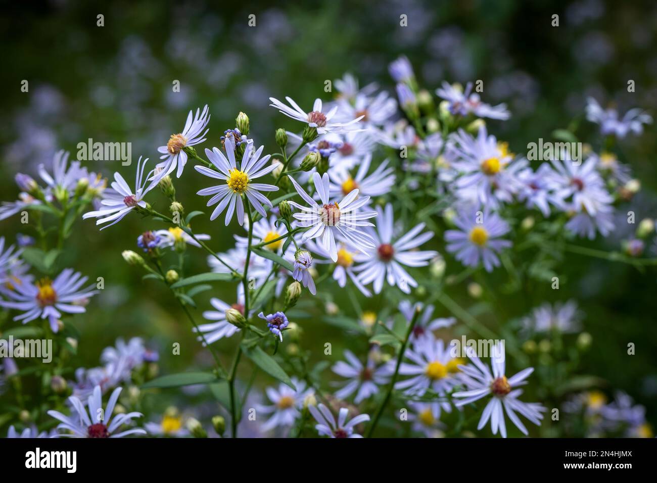Splendidi fiori di piante di Astro, che crescono come fiori selvatici in fiore in Minnesota, dalla famiglia Asteraceae. Foto Stock