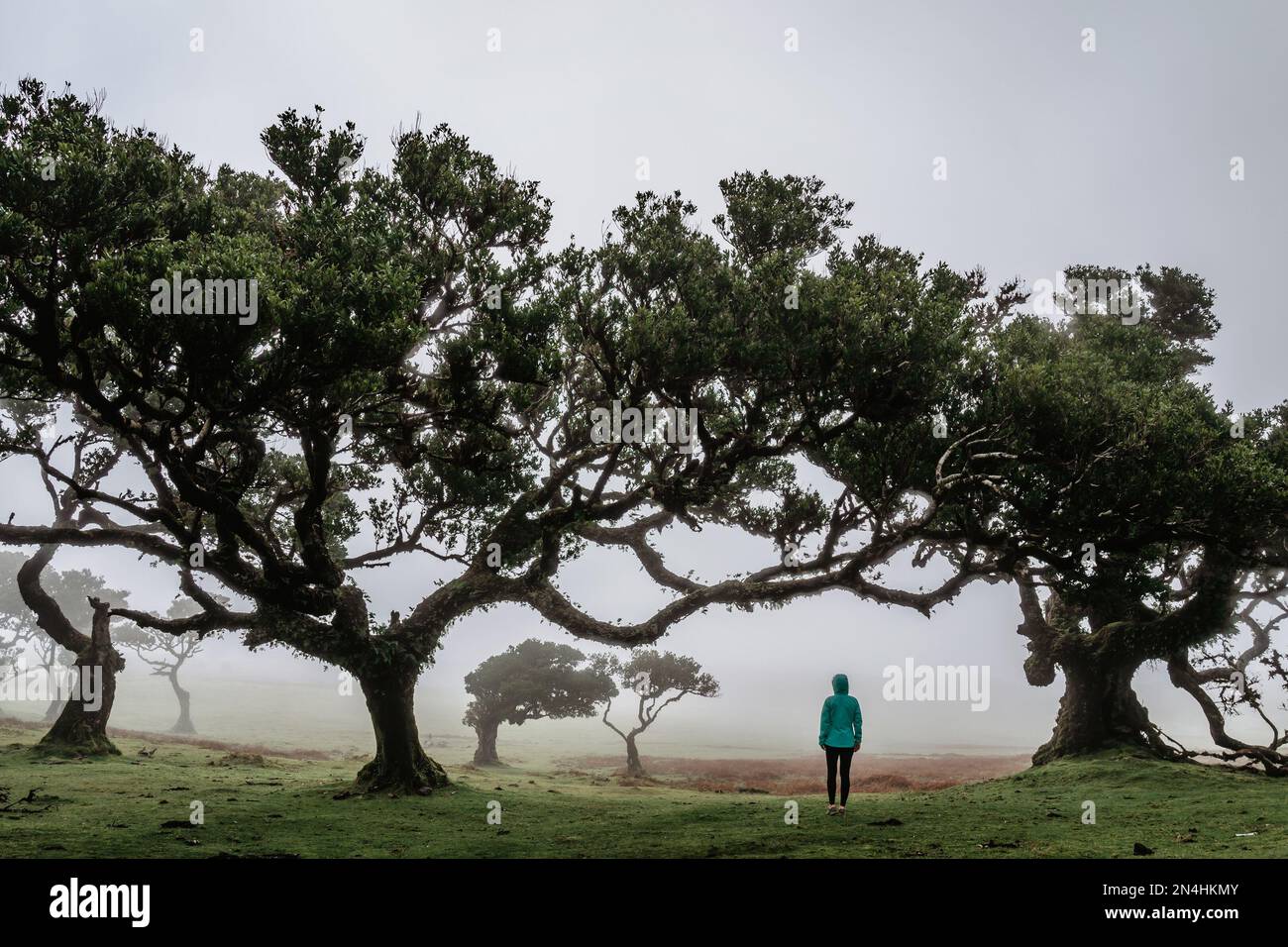 Ragazza in piedi sotto vecchi alberi di alloro e cedro nella foresta Fanal, Madeira, Portogallo. Paesaggio protetto, verde lussureggiante natura.Happy donna Outdoors.Adventure Foto Stock