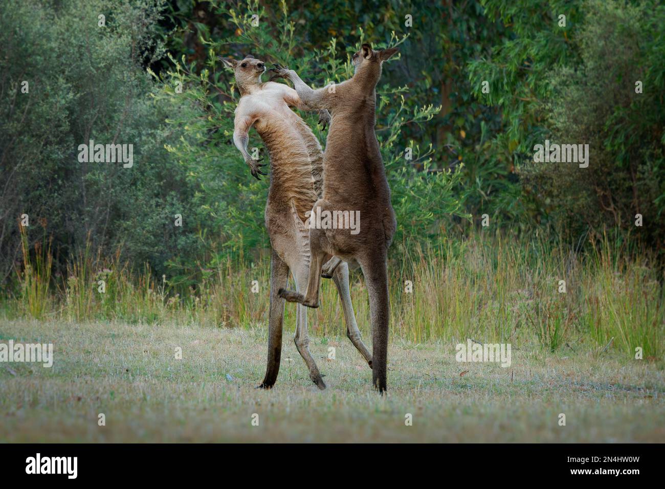 Macropus giganteus - due canguri grigi orientali che combattono l'uno con l'altro in Tasmania in Australia. Duello crudele animale nella verde foresta australiana. K Foto Stock