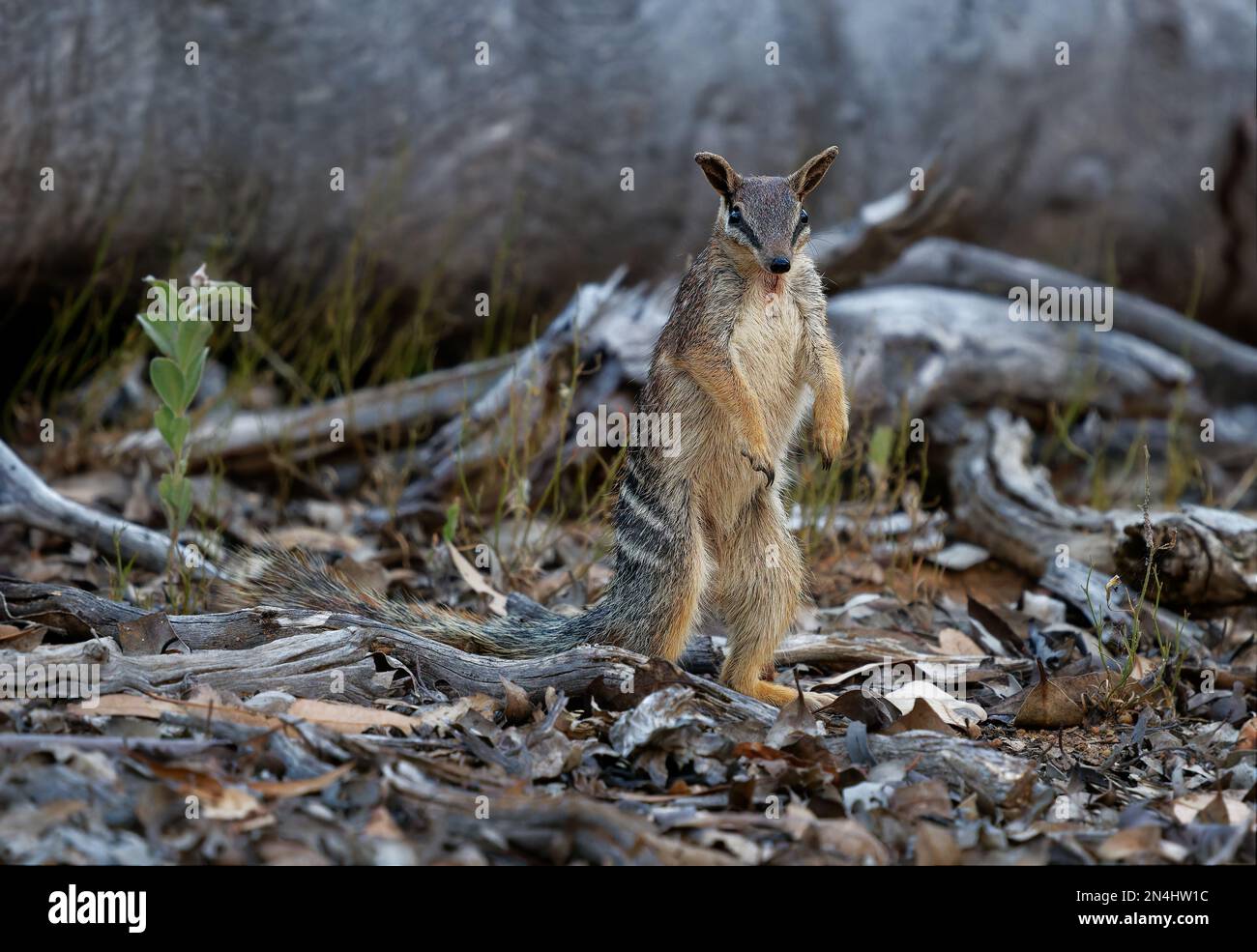 Numbat - Myrmecobius fasciatus anche noombat o walpurti, marsupiale diurno insettivoro, la sua dieta consiste quasi esclusivamente di termiti. Piccolo carino Foto Stock