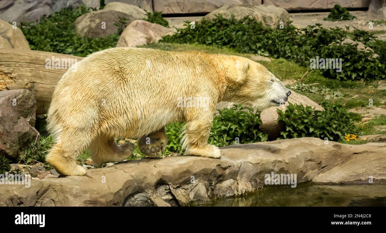 Un orso polare si muove tranquillamente attraverso il paesaggio. Con gli occhi chiusi, sembra piuttosto rilassato. Foto Stock