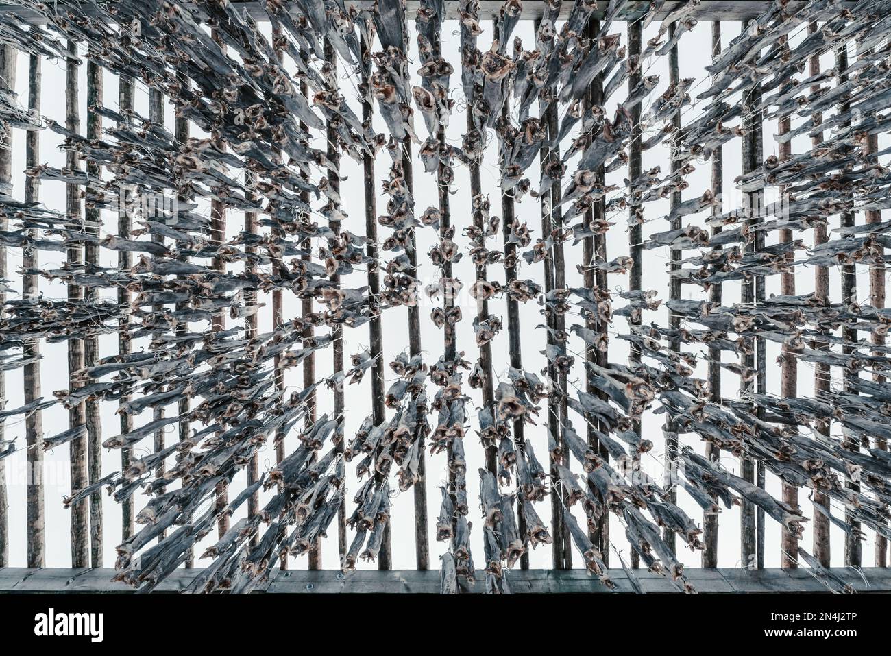 Rack per pesci con stockfish secchi appesi, Lofoten, Norvegia Foto Stock
