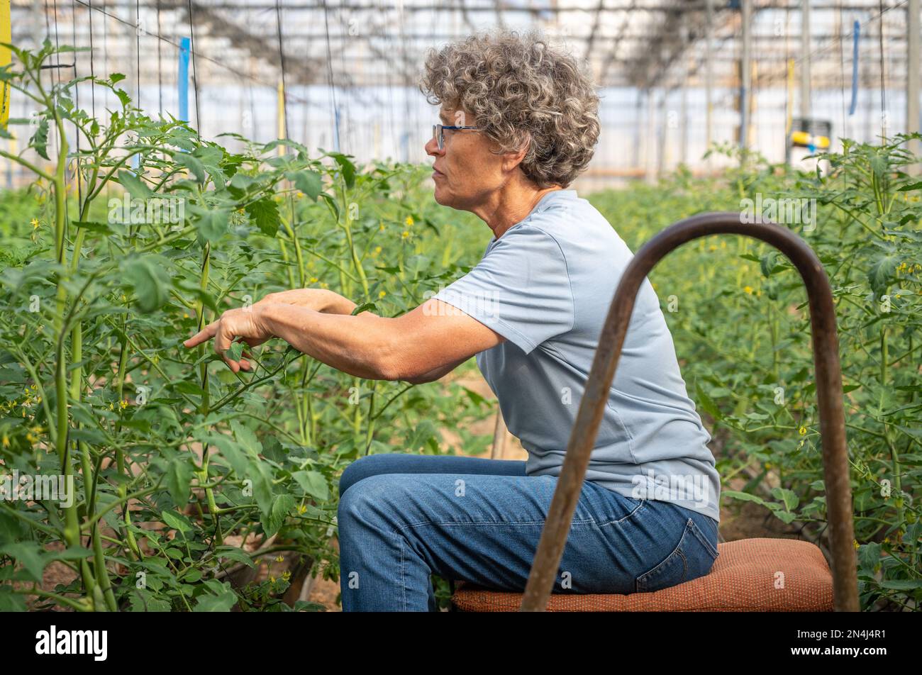 Agricoltore che ispeziona le piante in serra in Almeria, “il Giardino vegetale europeo”, Andalusia, Spagna Foto Stock