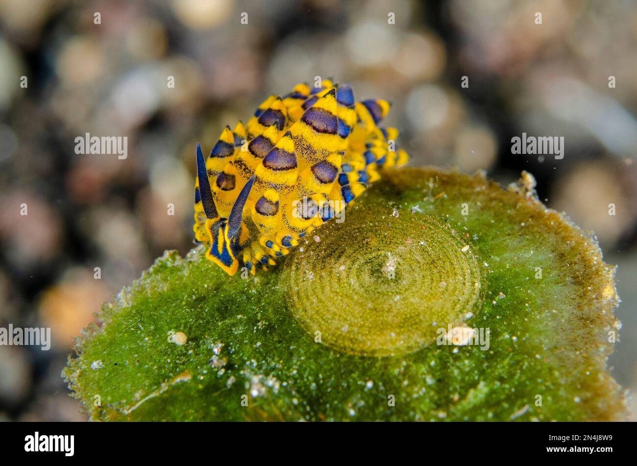 Slug di mare di Stiliger ornato con le uova, ornato di Stiliger, luogo di immersione di Bulakan, Seraya, distretto di Kubu, Karangasem, Bali, Indonesia, Oceano Indiano Foto Stock
