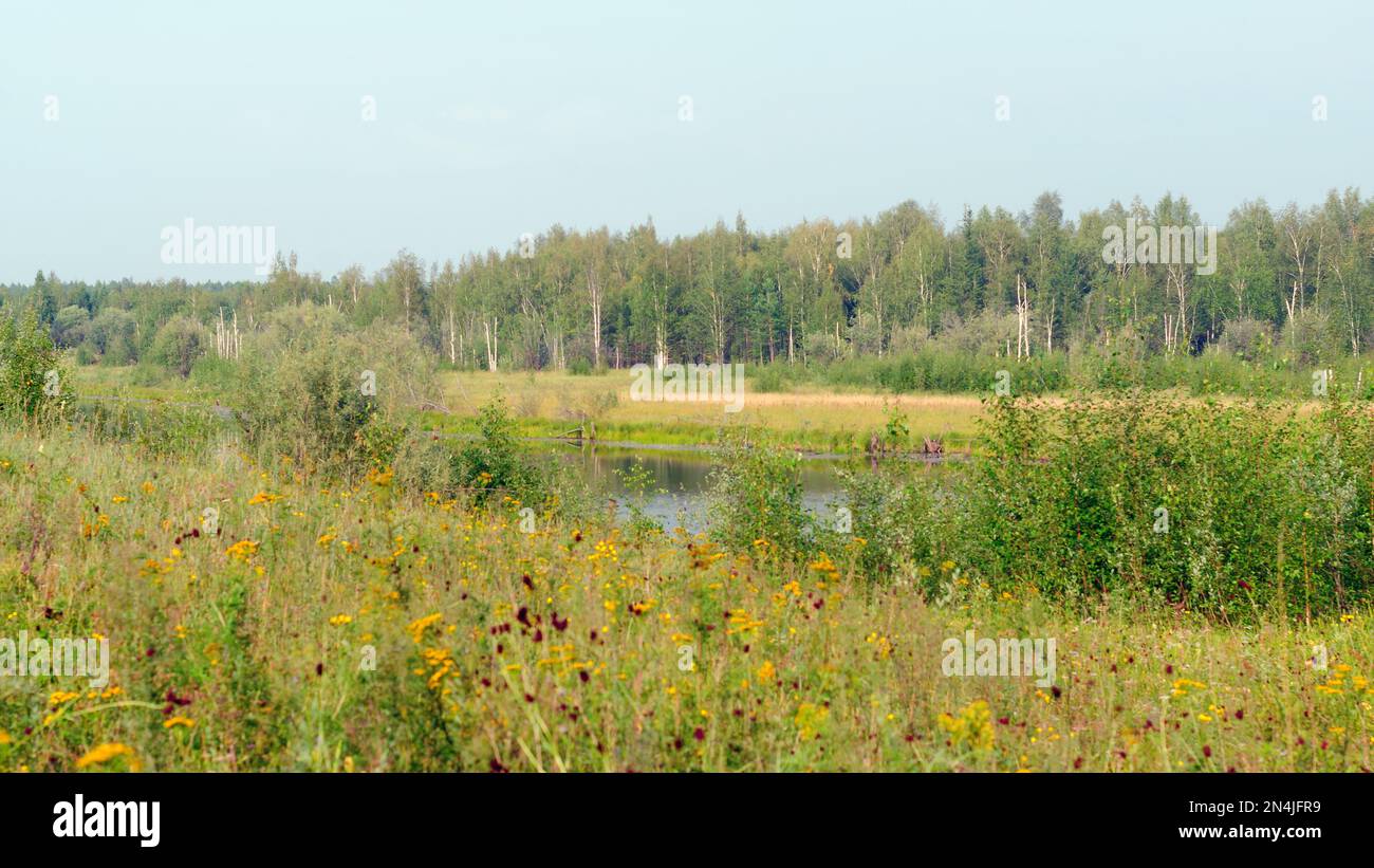 I fiori colorati del campo selvatico crescono in autunno sullo sfondo del lago settentrionale e della foresta di betulle a Yakutia nel pomeriggio. Foto Stock