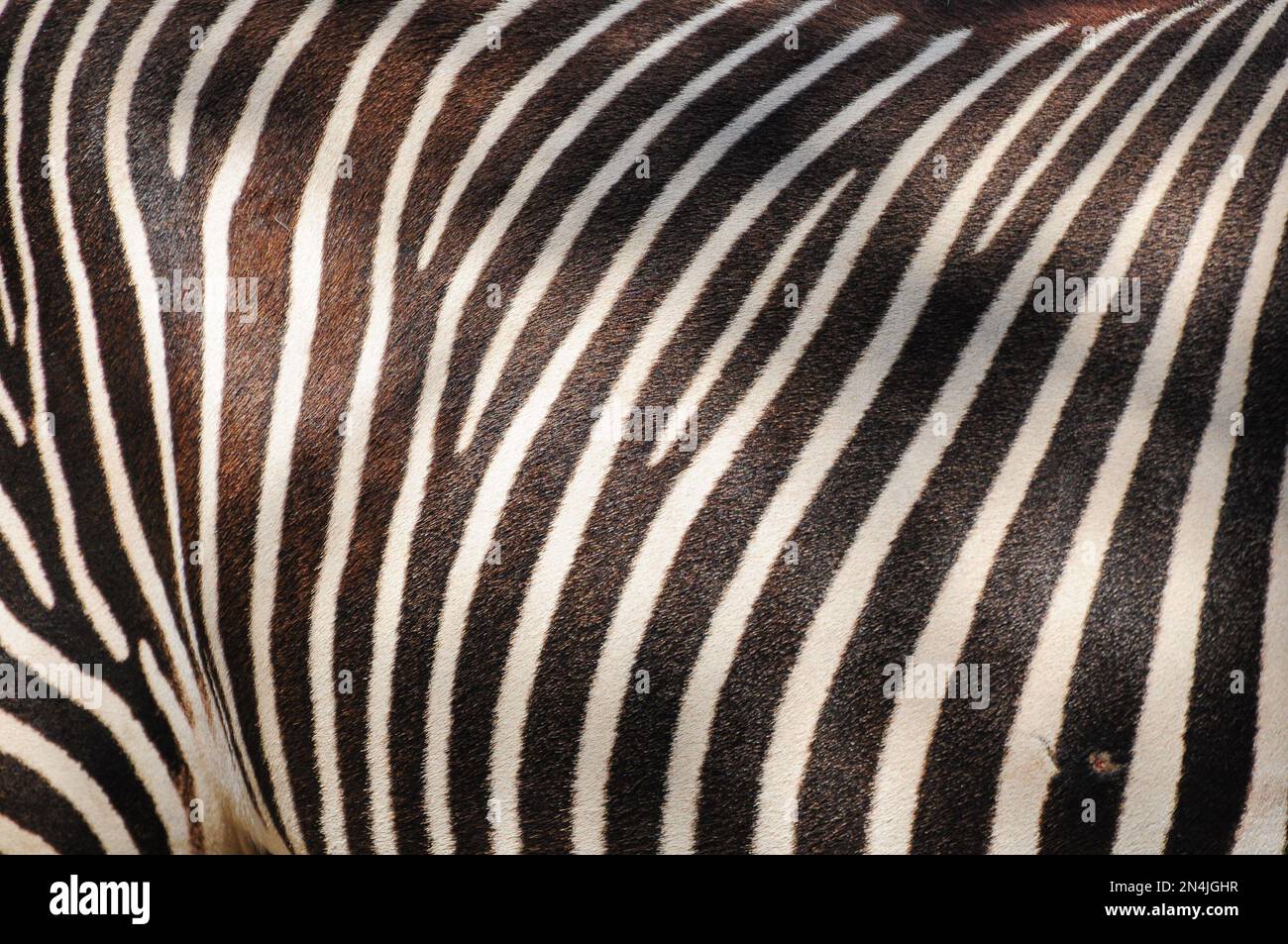 Modelli di linee bianche e nere sulla pelliccia di una zebra allo Zoo di San Diego, California Foto Stock
