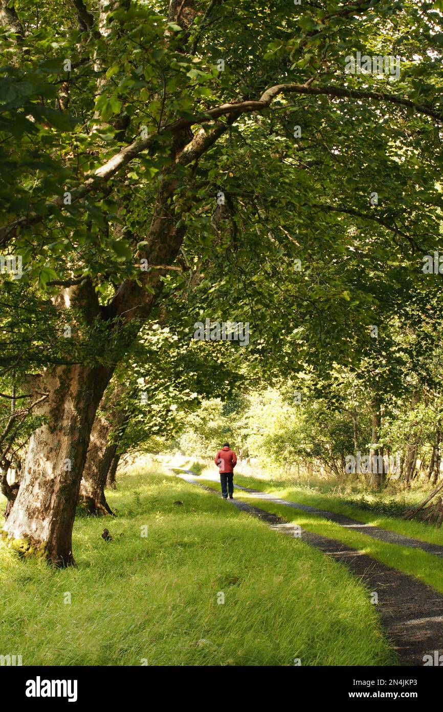 Un uomo in un cappotto rosso e cappello nero che cammina attraverso un viale di alberi maturi su una pista per auto in luce del sole Foto Stock