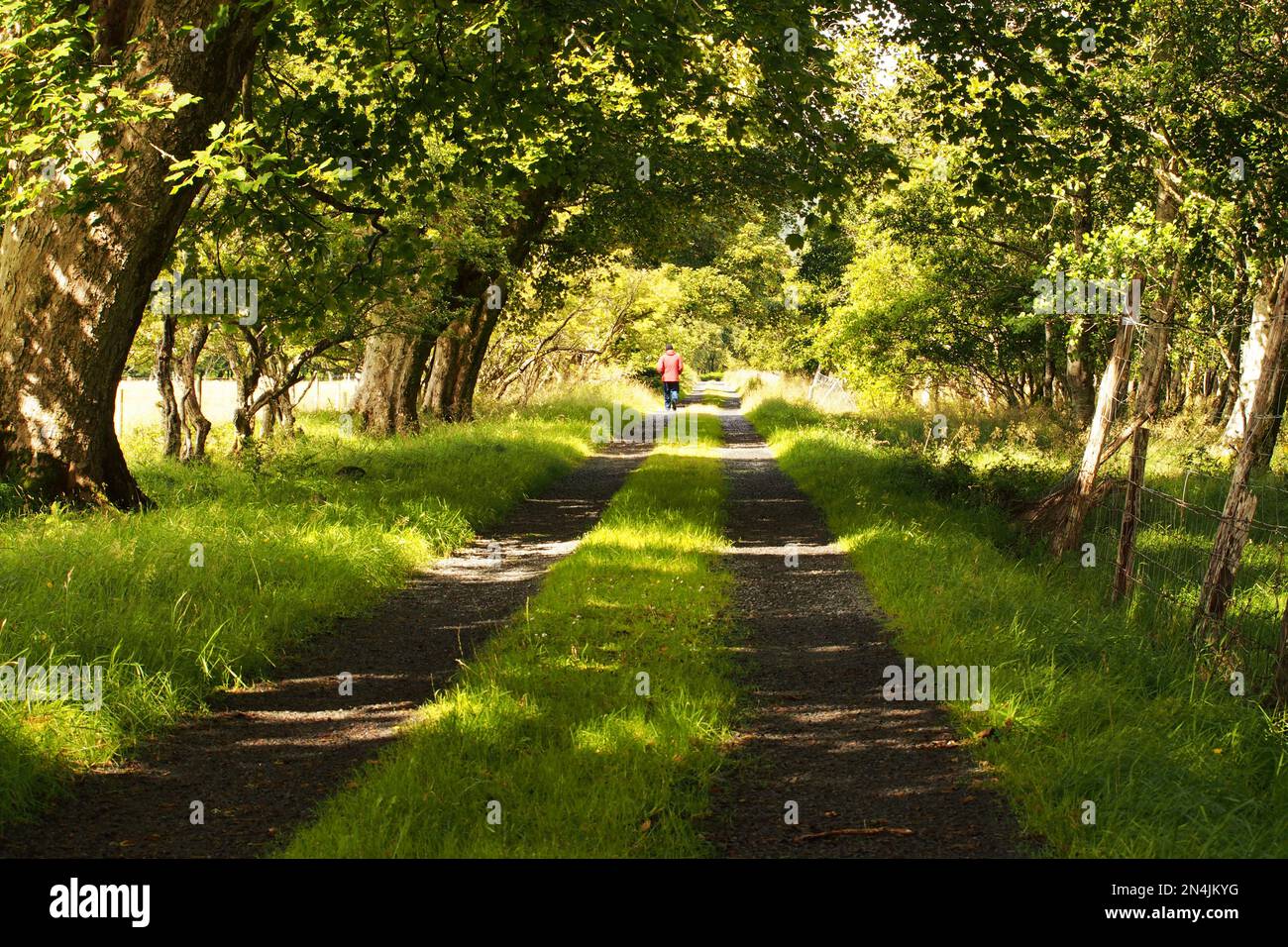 Un uomo in un cappotto rosso e cappello nero che cammina attraverso un viale di alberi maturi su una pista per auto in luce del sole Foto Stock