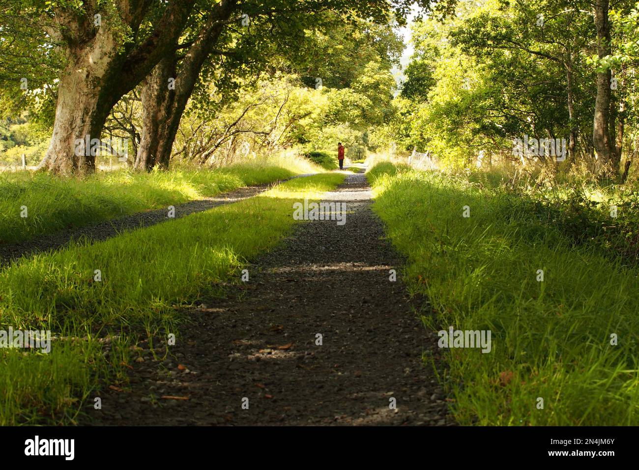 Un uomo in un cappotto rosso e cappello nero che cammina attraverso un viale di alberi maturi su una pista per auto in luce del sole Foto Stock