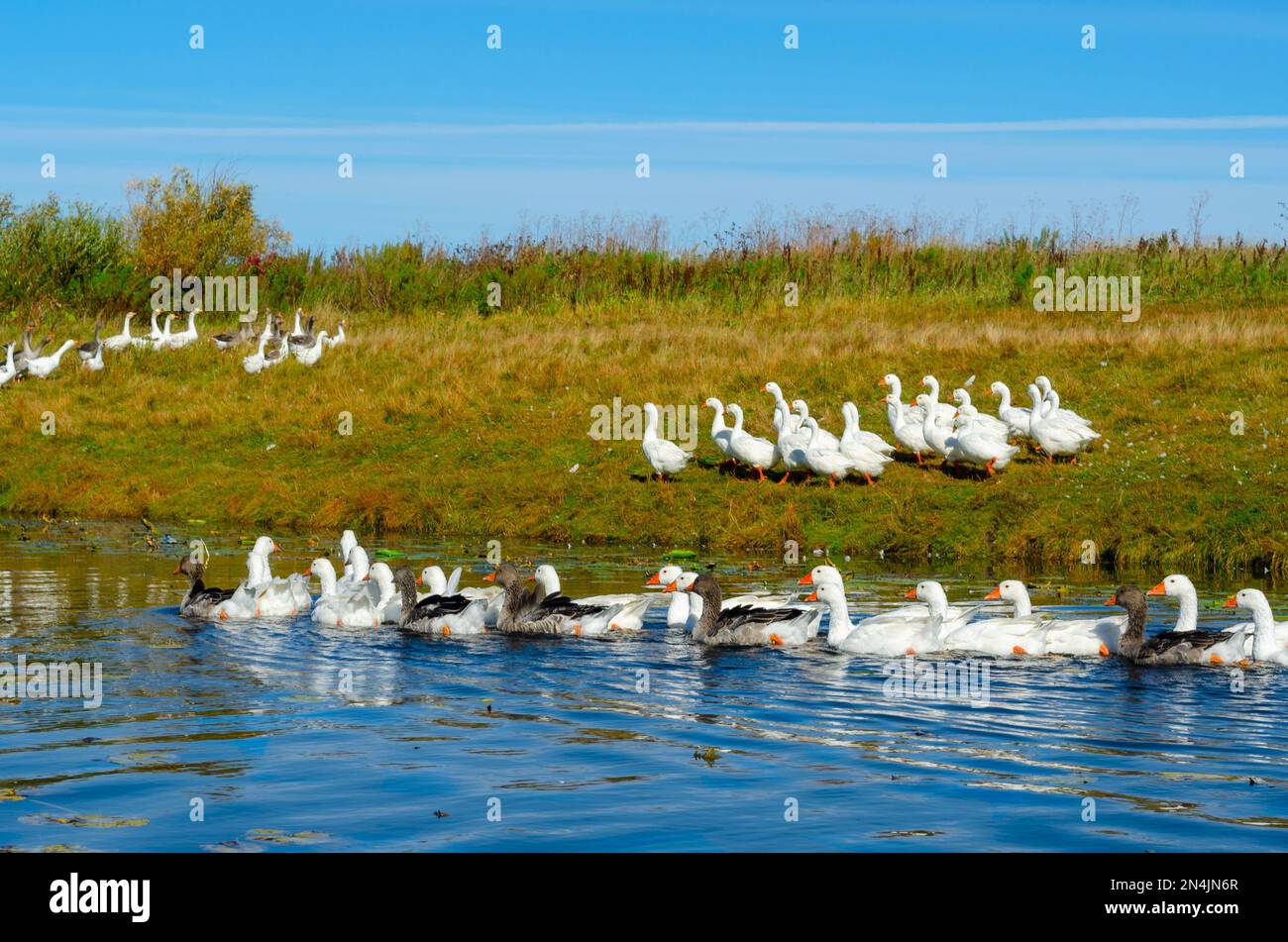 Un gregge di oche galleggianti sull'acqua del fiume sullo sfondo di altri uccelli che camminano rapidamente sulla riva verde con erba ai cespugli. Foto Stock