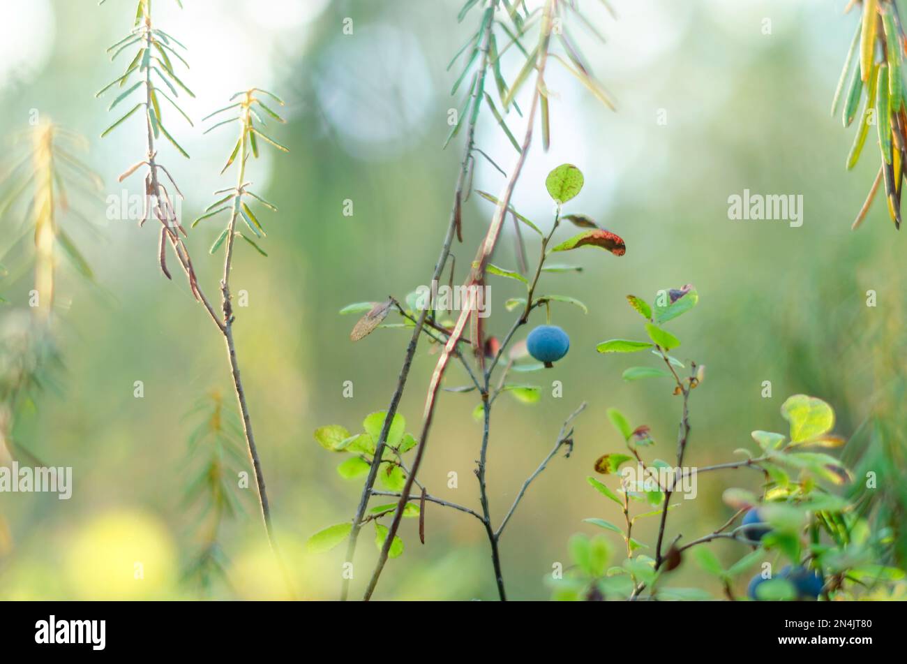 Bacche di mirtillo di frutta crescono su un Bush contro una foresta di conifere nella tundra selvaggia della foresta di Yakutia. Foto Stock