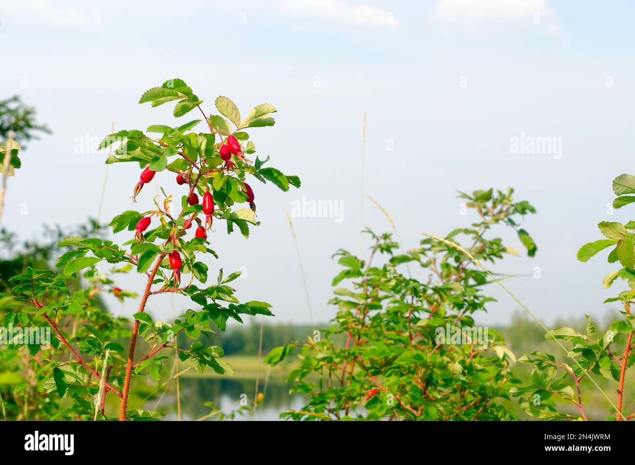 Frutti rossi di bacche selvatiche di rosa settentrionale crescono su un Bush tra l'erba sullo sfondo di un lago e una foresta con un cielo blu nella taiga di Foto Stock