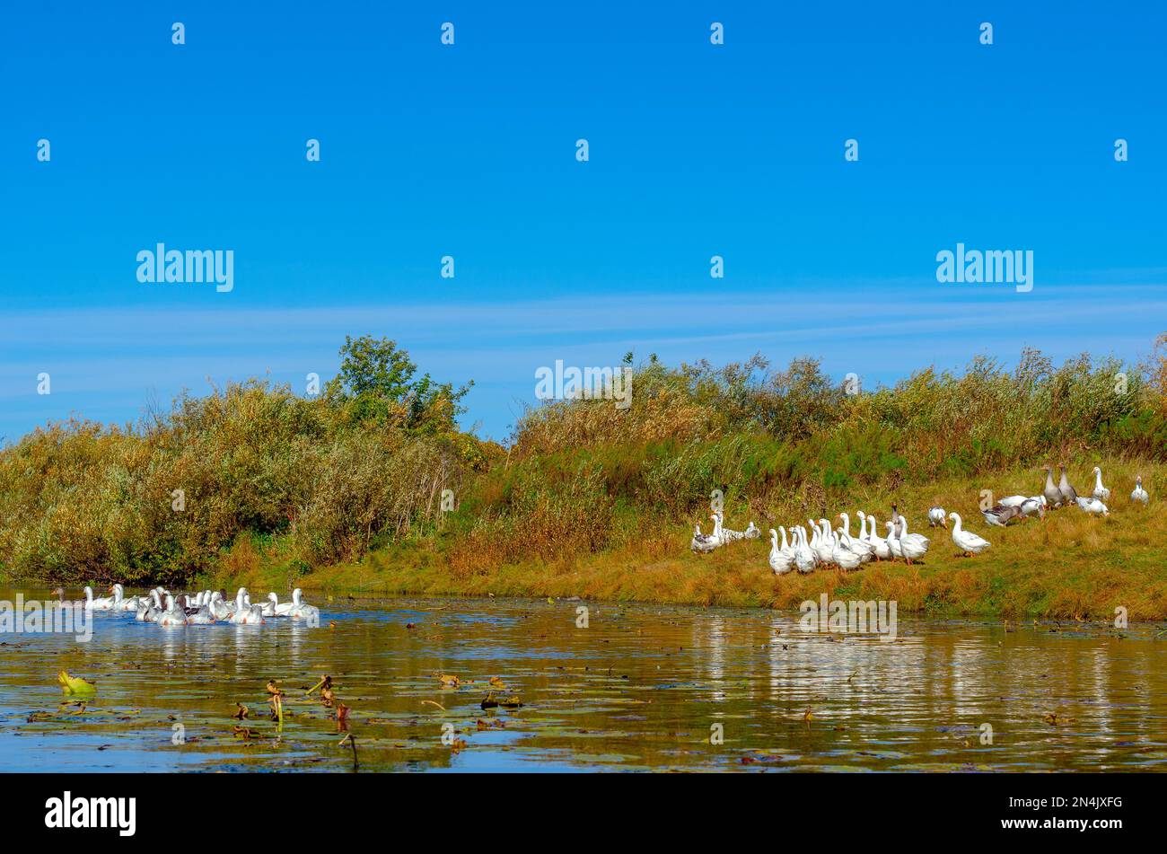 Un gregge di oche domestiche bianche nuota lungo il fiume per erba e ninfee d'acqua oltre la riva con altri uccelli in una giornata di sole. Foto Stock