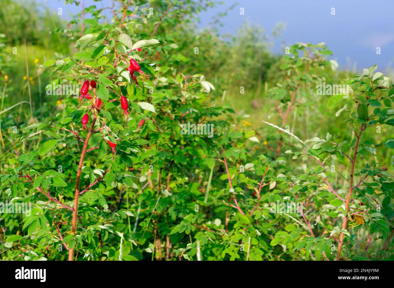 Frutti rossi di borra selvatiche borre borchie borre crescono su un Bush tra l'erba sullo sfondo di un lago e una foresta con un cielo blu nella taiga Foto Stock