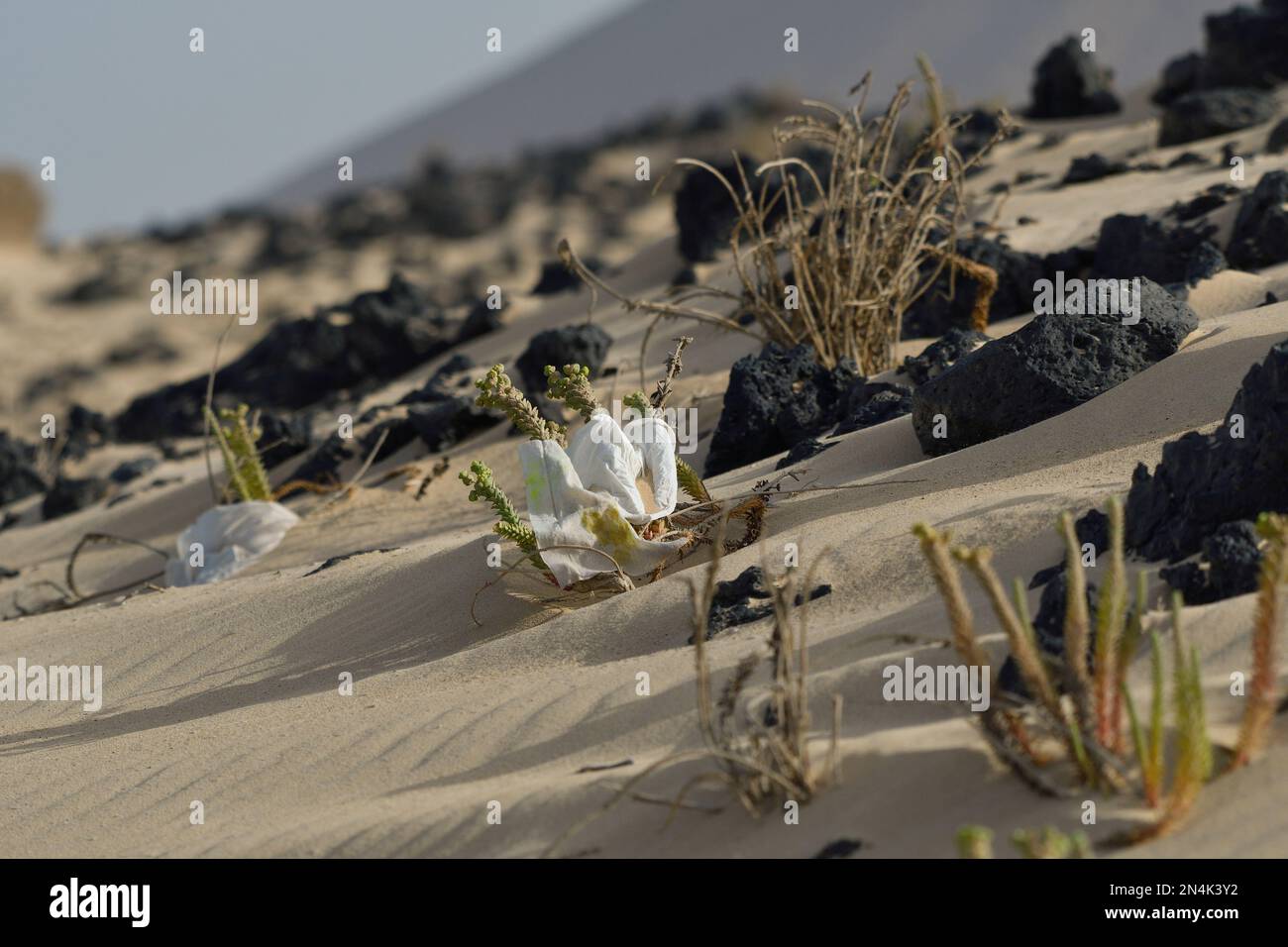 Immondizia accanto alla vegetazione delle dune del parco naturale di Corralejo Foto Stock