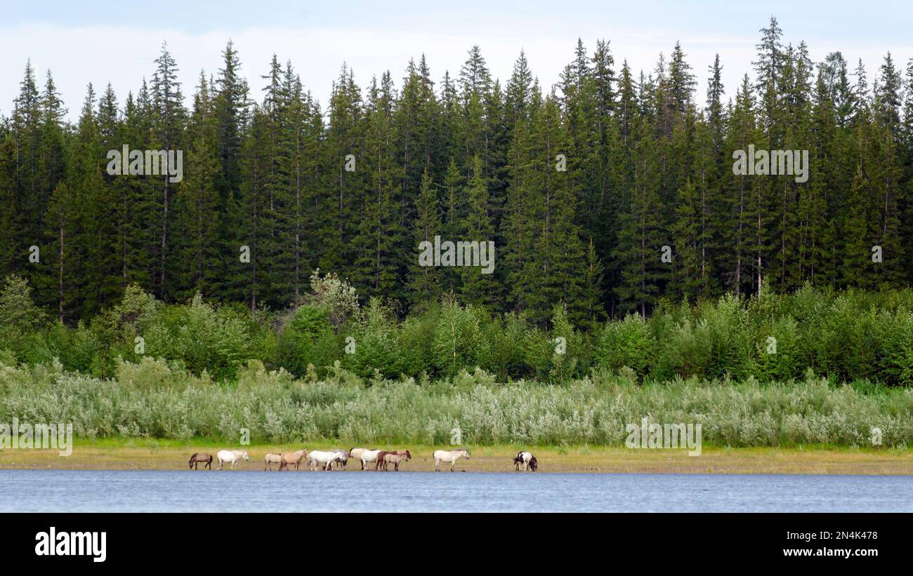 I luminosi cavalli di mandria Yakut mangiano l'erba lungo la riva nord del fiume Vilyui sullo sfondo di un certo numero di alberi di conifere e sono l Foto Stock