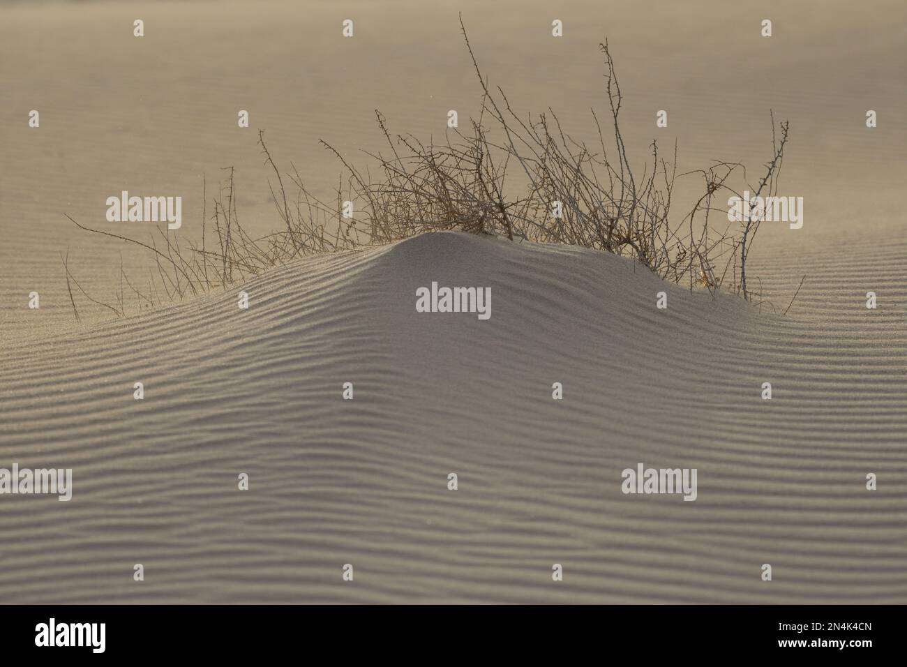 Vegetazione coperta dalla sabbia delle dune del parco naturale di Corralejo Foto Stock