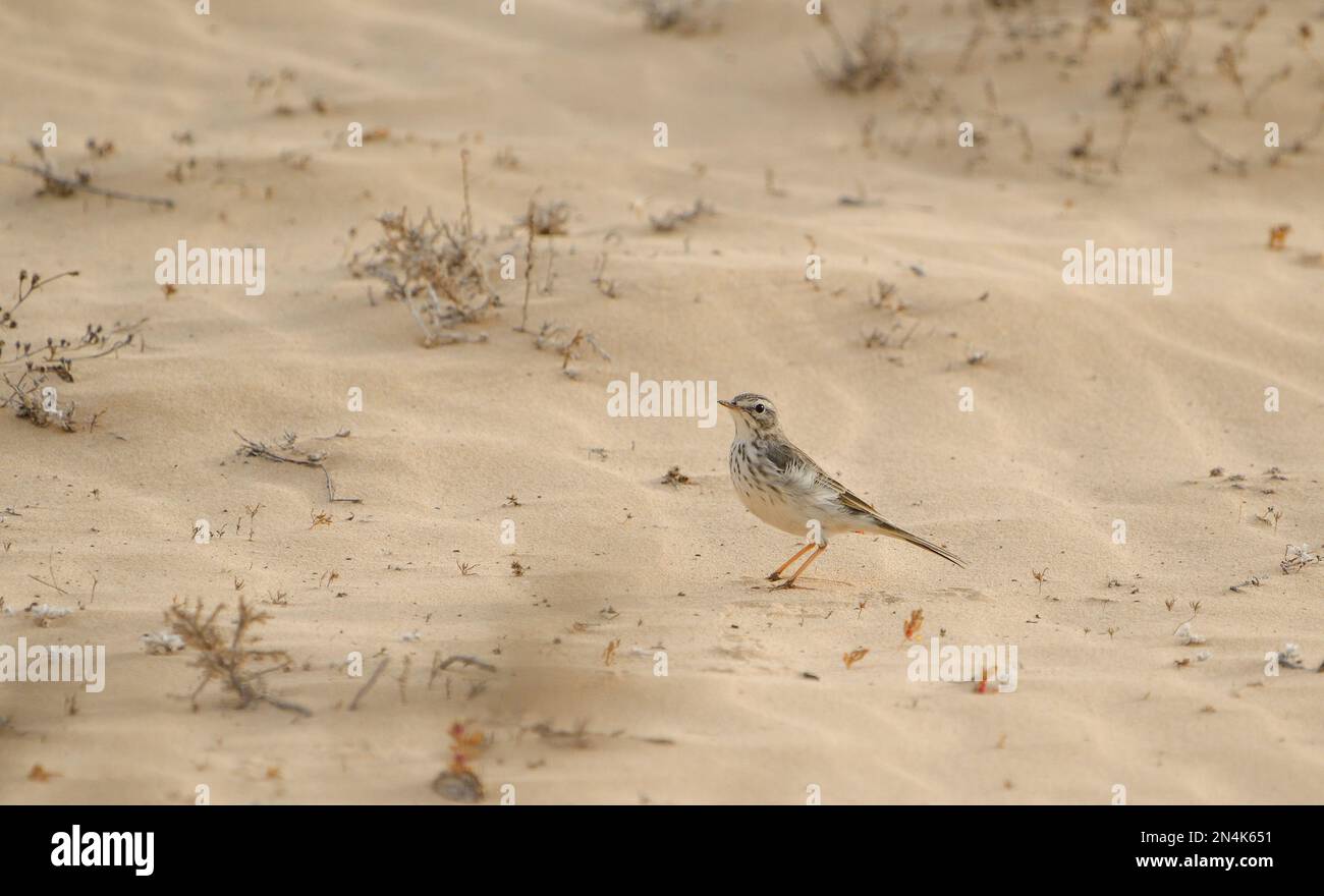 Il pipeldo di Berthol sulla sabbia delle dune di Corralejo Foto Stock