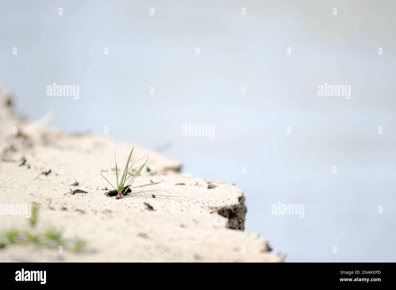 Un piccolo ciuffo di erba verde si sviluppa sulla riva sabbiosa del fiume, sgretolandosi di acqua. Foto Stock