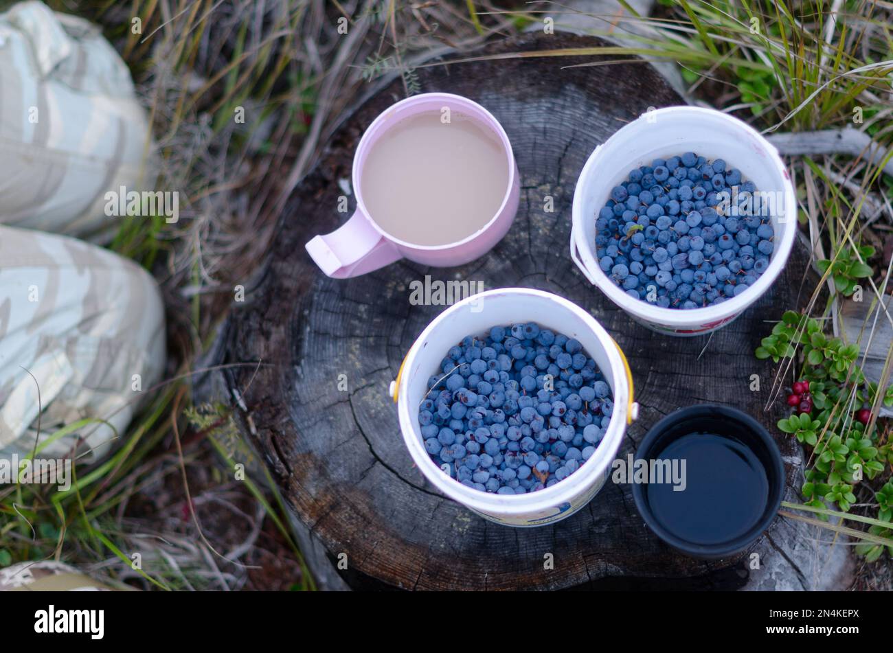 Due tazze con tè bianco con latte e caffè nero sono nella foresta su un ceppo accanto ai mirtilli selvatici raccolti e ginocchia riposo turistico. Foto Stock