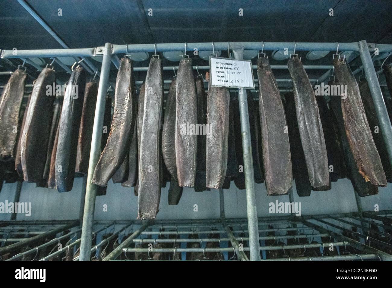Filetti di essiccazione del pesce, fabbrica di conserviera del pesce (USISA), Isla Cristina, Spagna Foto Stock