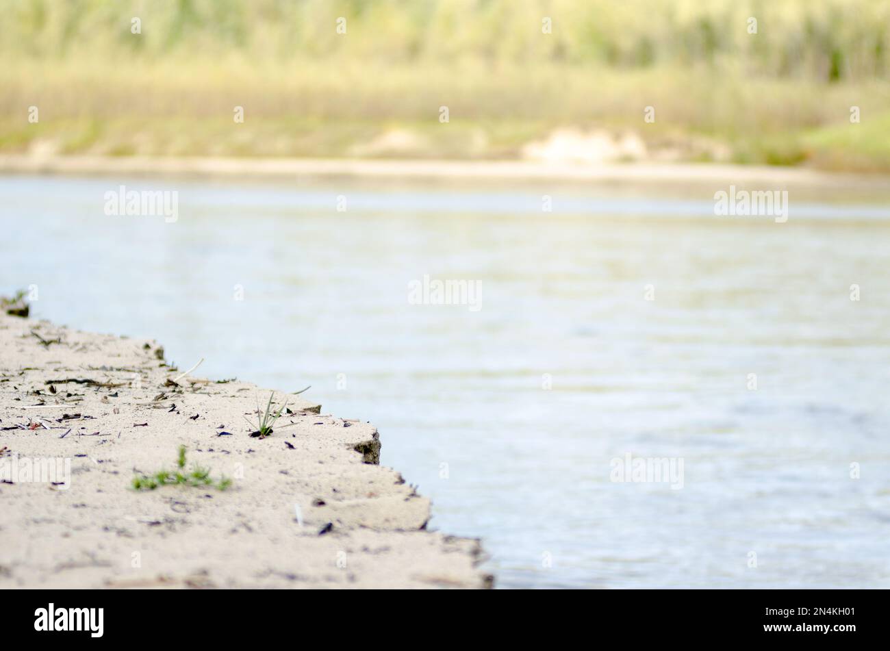 Un mazzo di erba verde selvatica cresce sul bordo del fiume dalla sabbia nel nord della taiga di Yakutia, che crolla dall'erosione da parte di wa Foto Stock