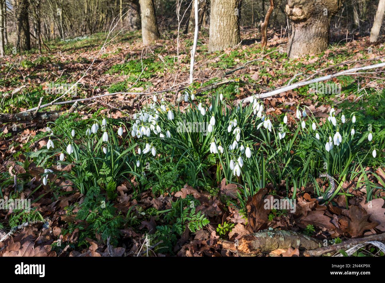 Nevicate selvagge, Galanthus nivalis, in un bosco di Norfolk. Foto Stock