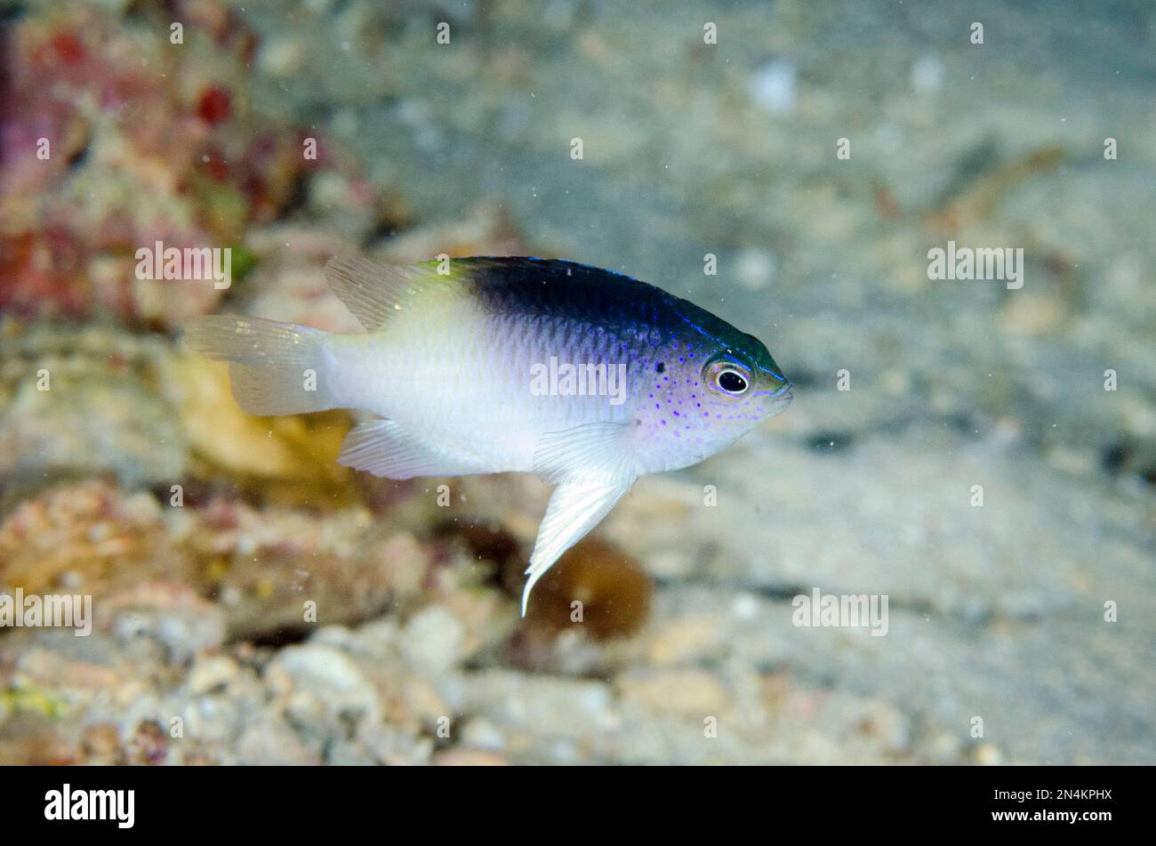 Demoiselle di Rolland, Chrysiptera rollandi, Loleo dive site, Weda, Halmahera, Maluku settentrionale, Indonesia, Mar di Halmahera Foto Stock