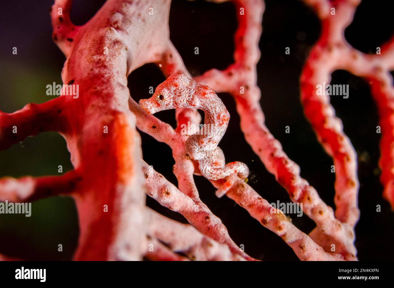 Cavalluccio marino Pygmy di Denise per appassionati di mare, Hippocampus denise, sito di immersione Elmoost, Weda, Halmahera, Maluku settentrionale, Indonesia, Mar di Halmahera Foto Stock