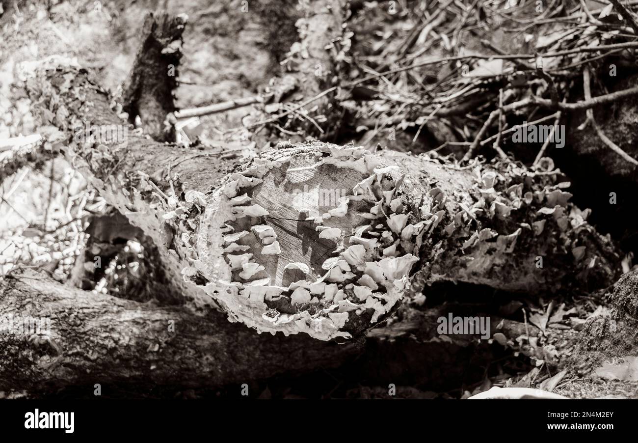 Attacco dei funghi sui morti tronco di albero. Sud Africa. Foto Stock