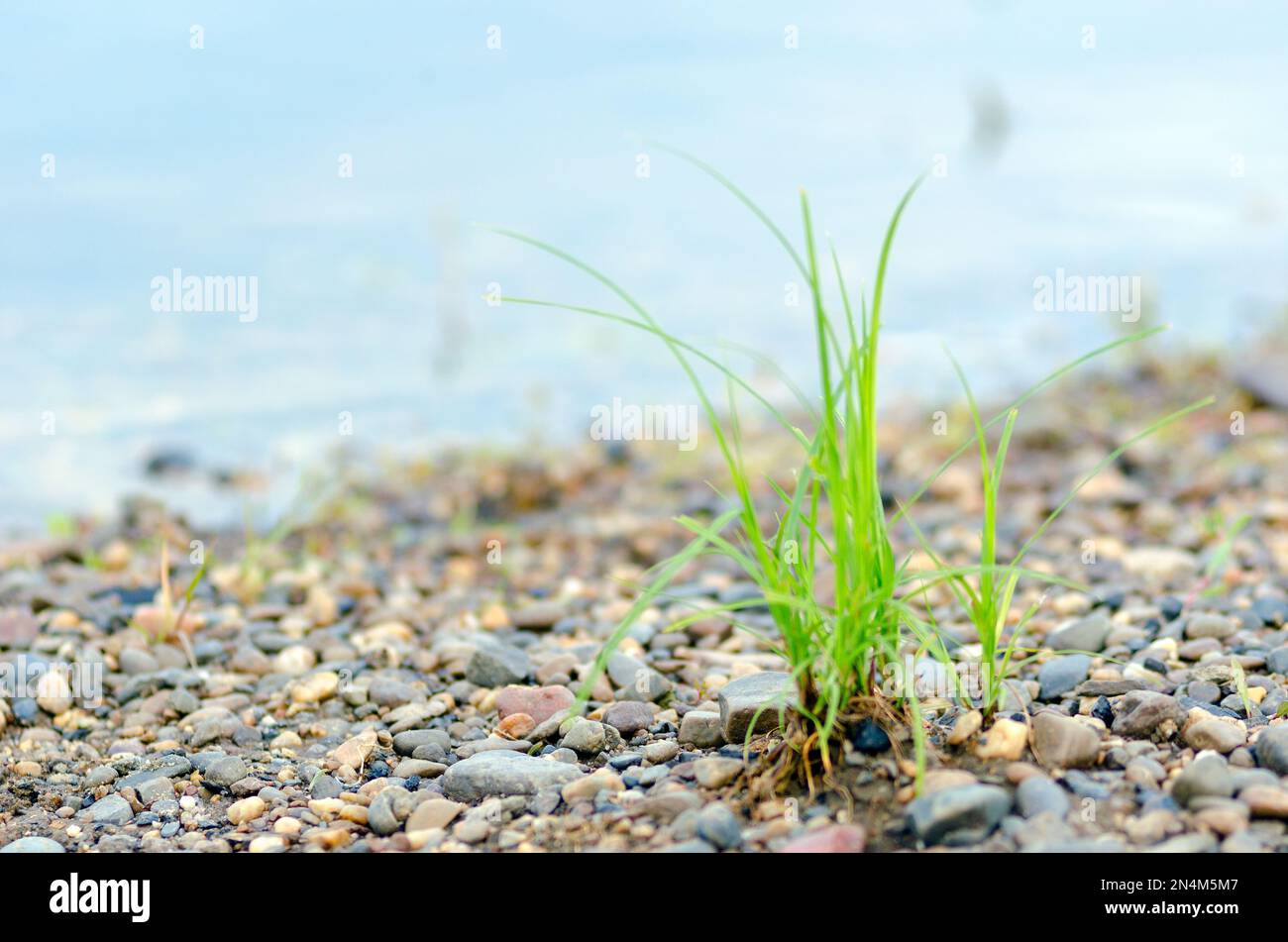Un ciuffo di erba verde selvatica cresce tra i ciottoli costieri sullo sfondo del fiume sfocato. Foto Stock