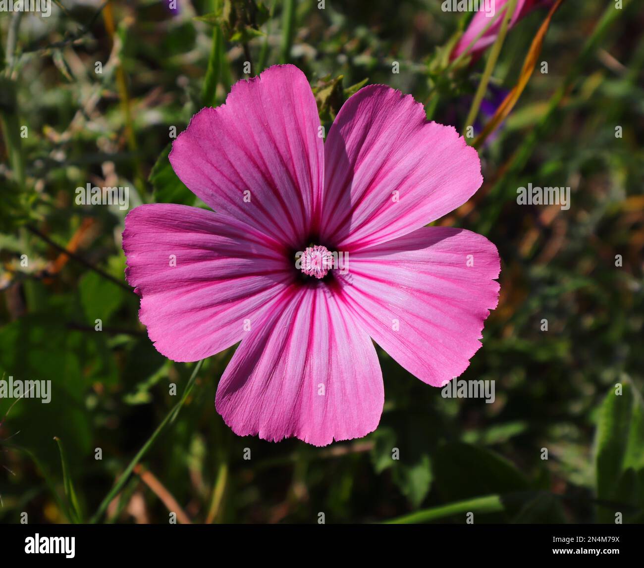 Primavera, Portogallo. Solitario annuale Mallow anche conosciuto come Rose Mallow o Royal Mallow. Lavatera rosa in un ambiente naturale. Famiglia Malvaceae. Foto Stock