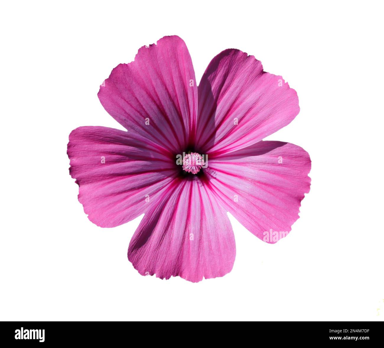 Primavera, Portogallo. Solitario annuale Mallow anche conosciuto come Rose Mallow o Royal Mallow. Lavatera rosa Malvaceae Famiglia. Isolato su sfondo bianco. Foto Stock