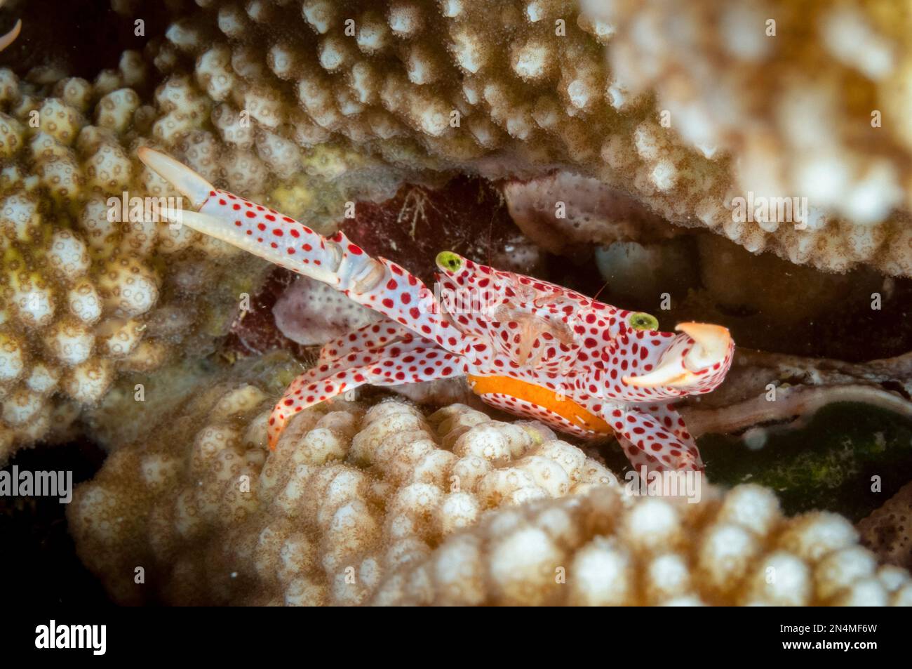 Granchio della Guardia a macchie rosse, trapezia tigrina, con uova, immersione notturna, sito di immersione di Flying Fish Cove Beach, Christmas Island, Australia, Oceano Indiano Foto Stock