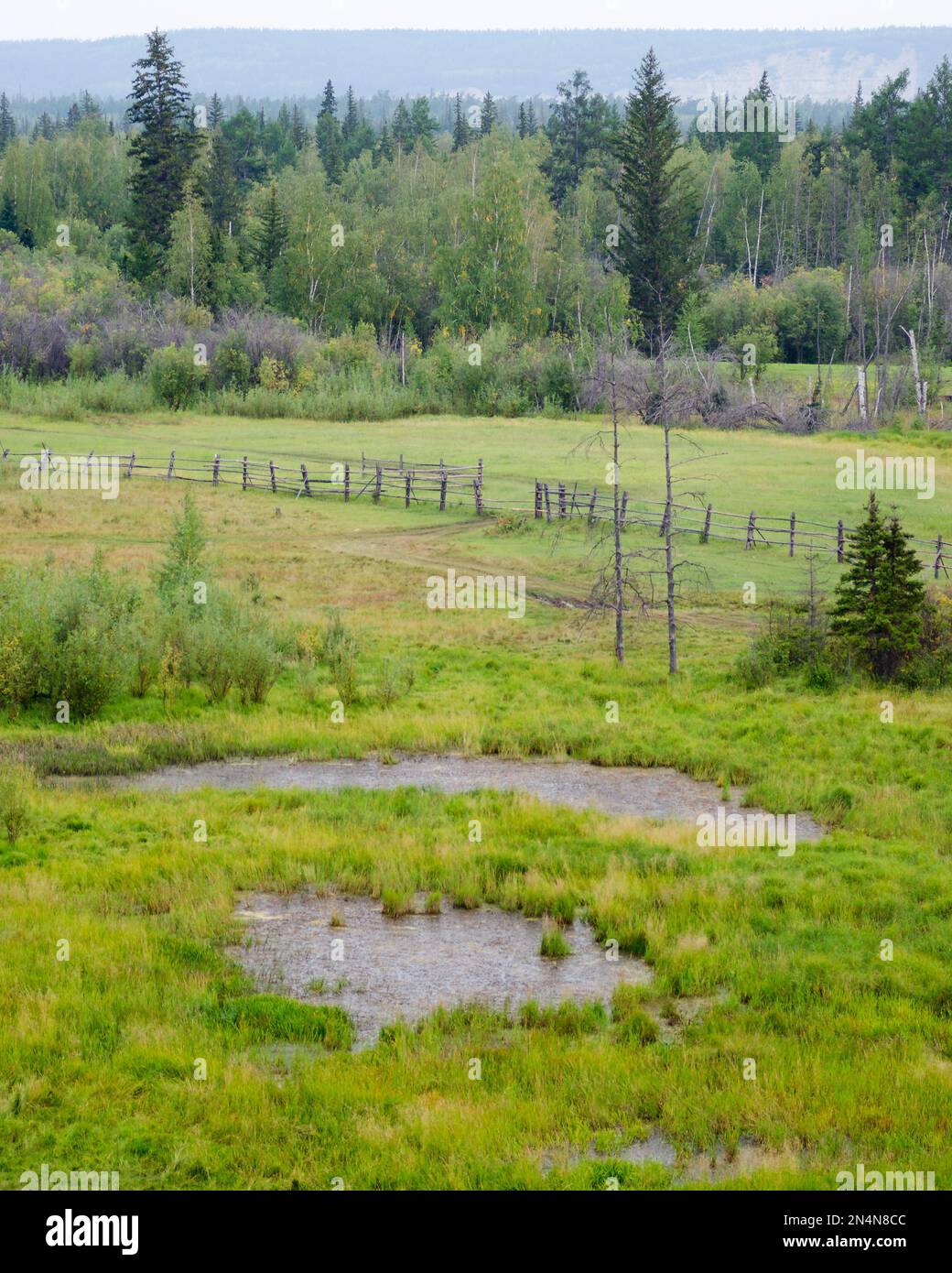 Un piccolo stagno con acqua nel campo, la strada lungo la recinzione nella foresta di abete Yakut a nord all'orizzonte. Foto Stock