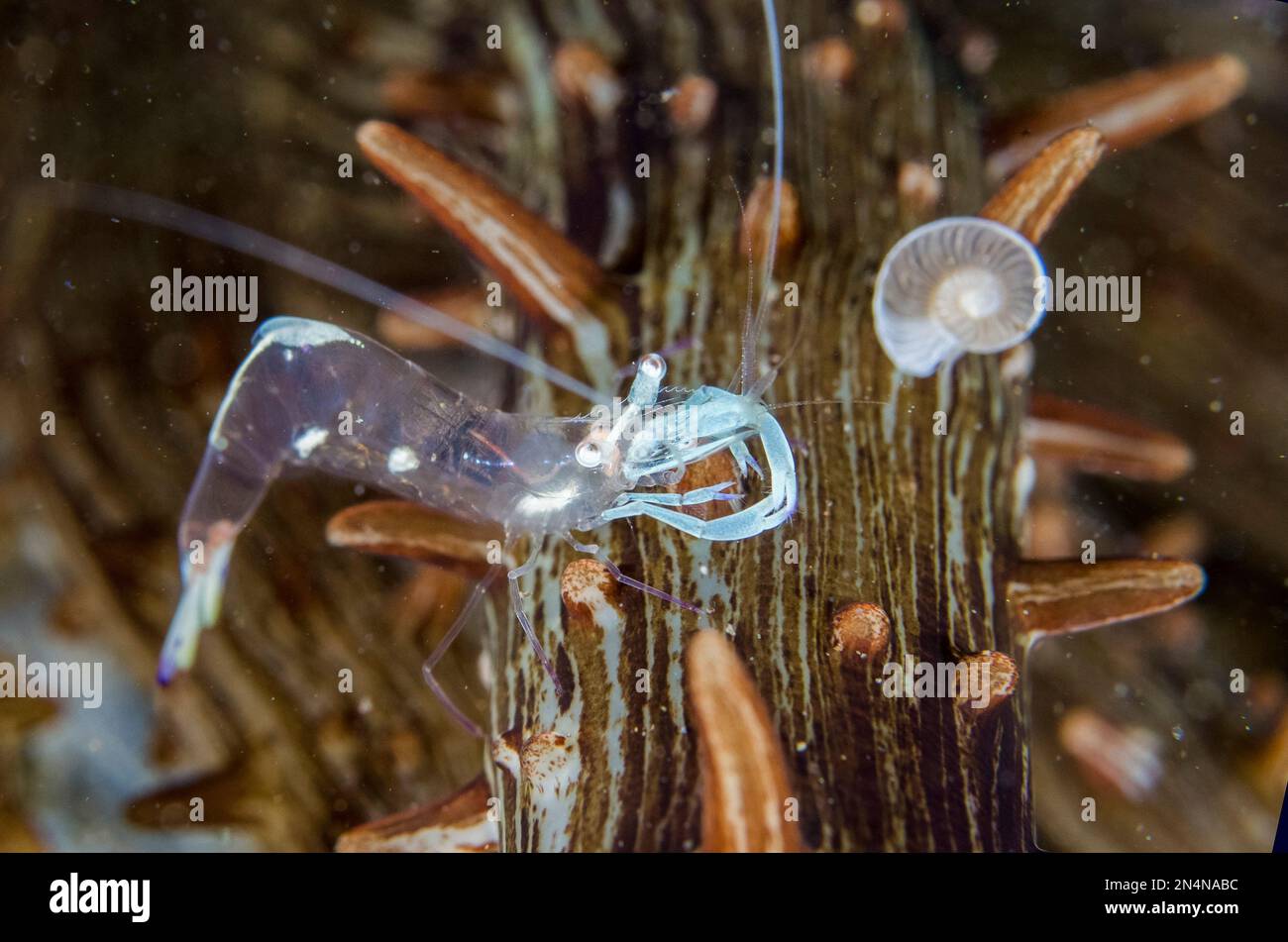 Magnificent Anemone Shrimp, Ancylomenes magnificus, su Haeckeli Anemone, Actinostephanus haeckeli, con guscio di Foraminifera, Foraminifera Subphylum, Me Foto Stock