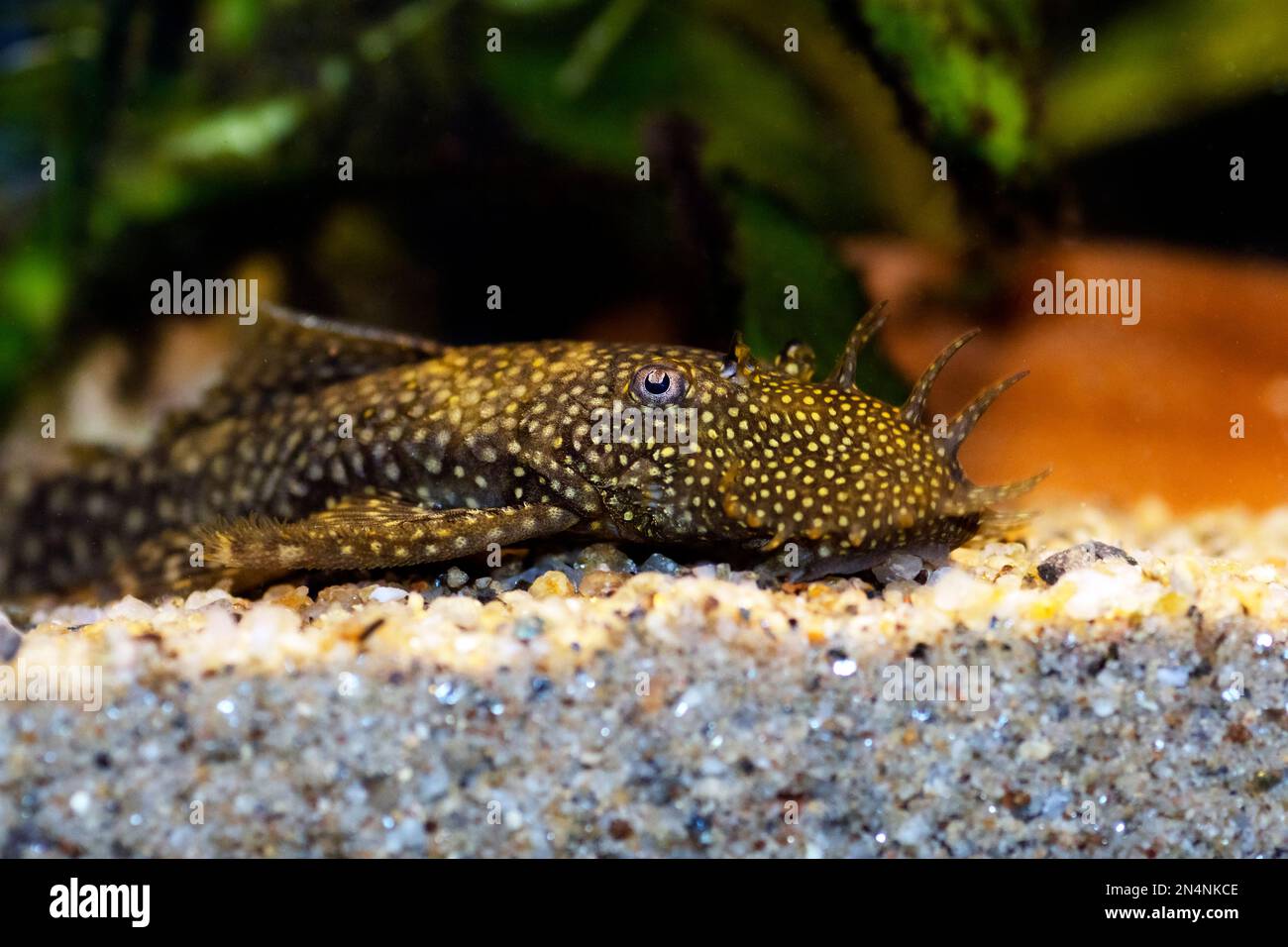 Pesce gatto Bushymouth - Ancistrus dolichopterus Foto Stock