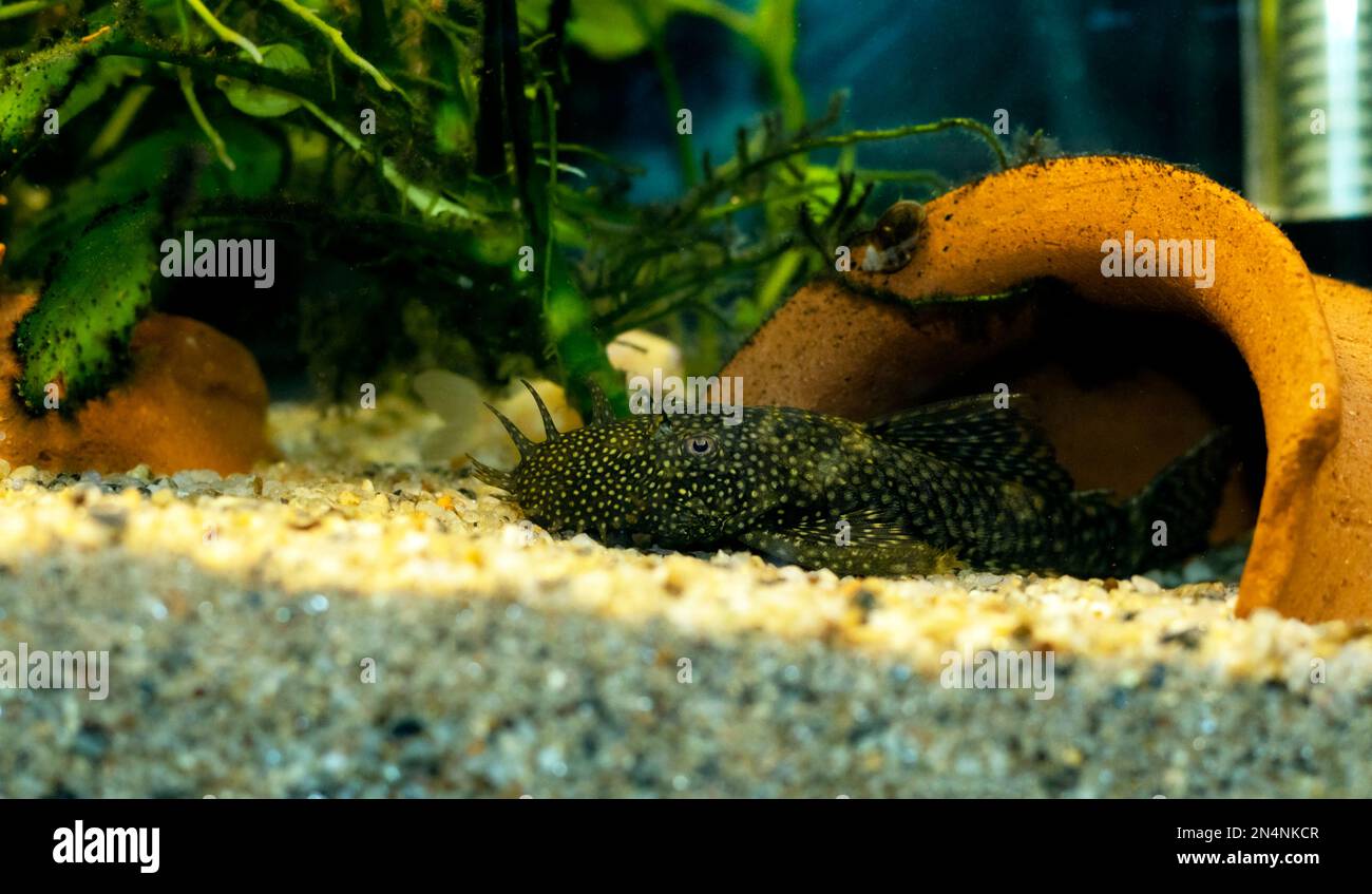 Pesce gatto Bushymouth - Ancistrus dolichopterus Foto Stock